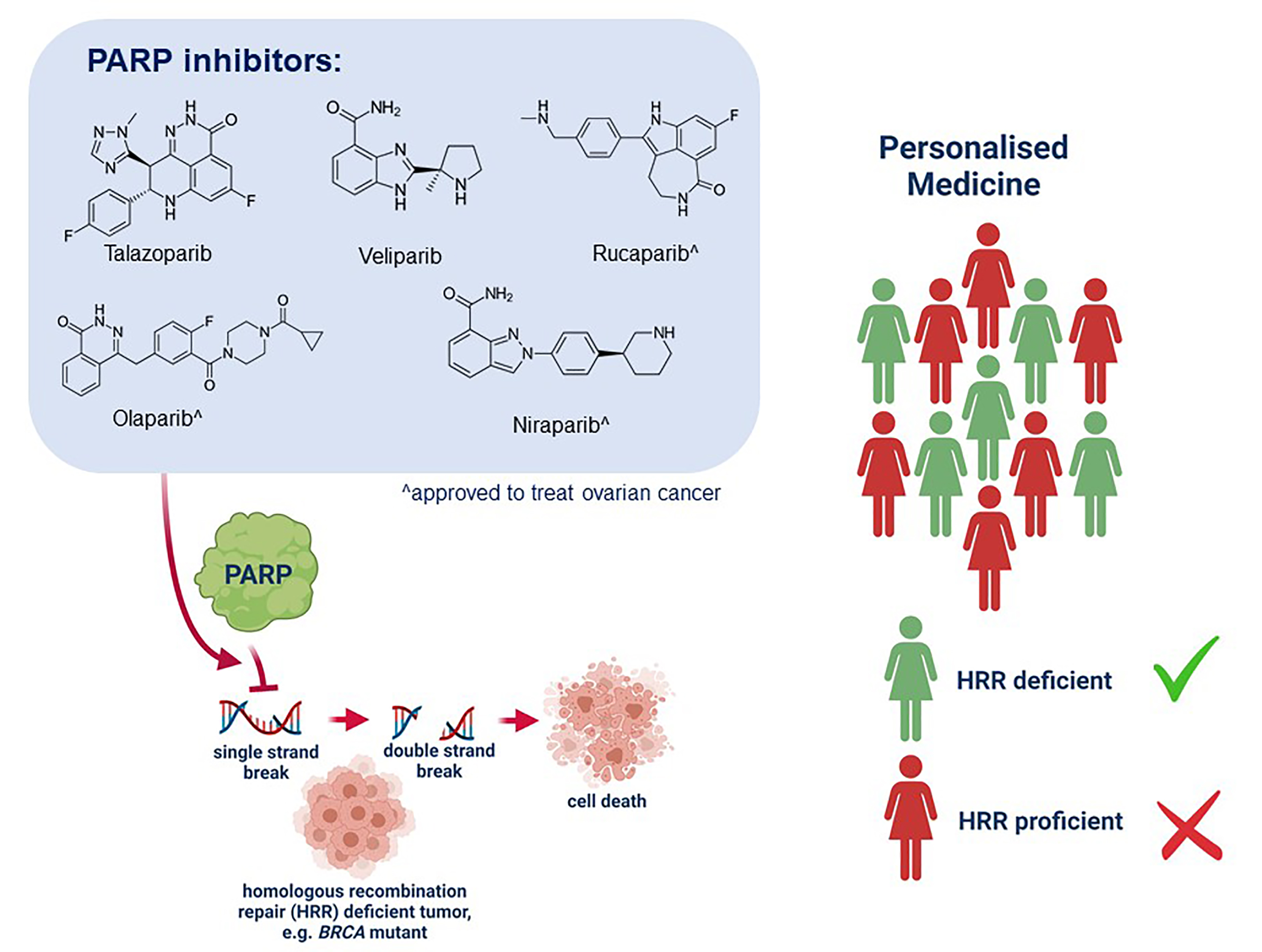 Ijms Free Full Text Parp Inhibitors Display Differential Efficacy In Models Of Brca Mutant 