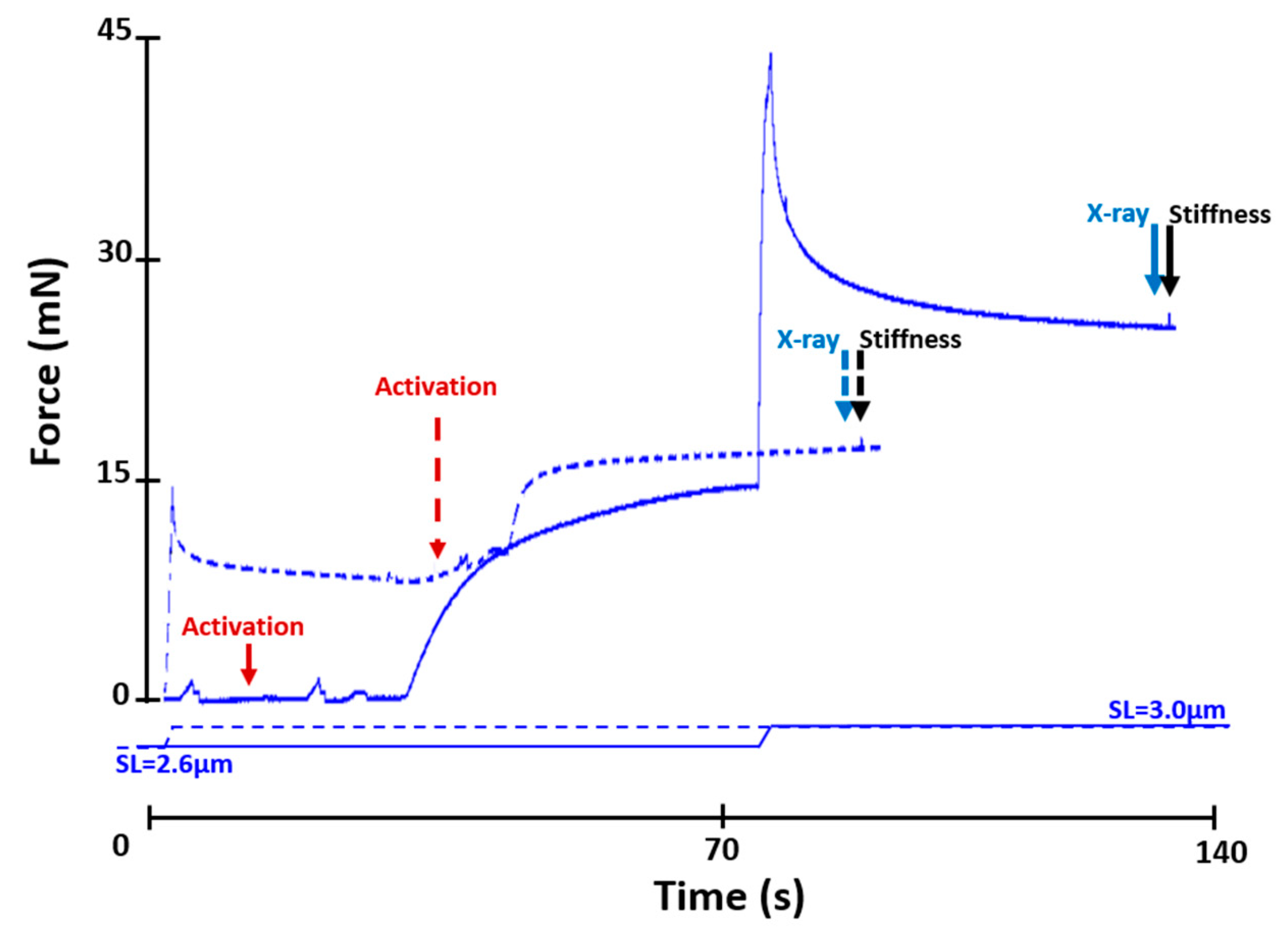 Ijms 22 08526 g005 Ijms 22 08526 g005
