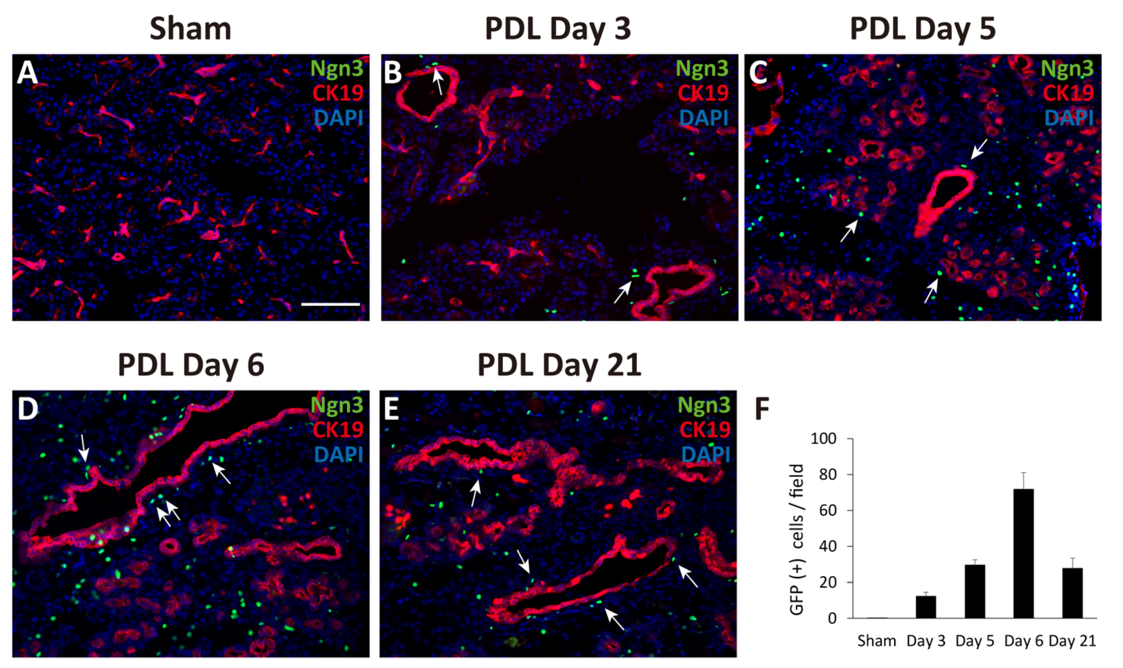 Ijms 22 08548 g001 Ijms 22 08548 g001