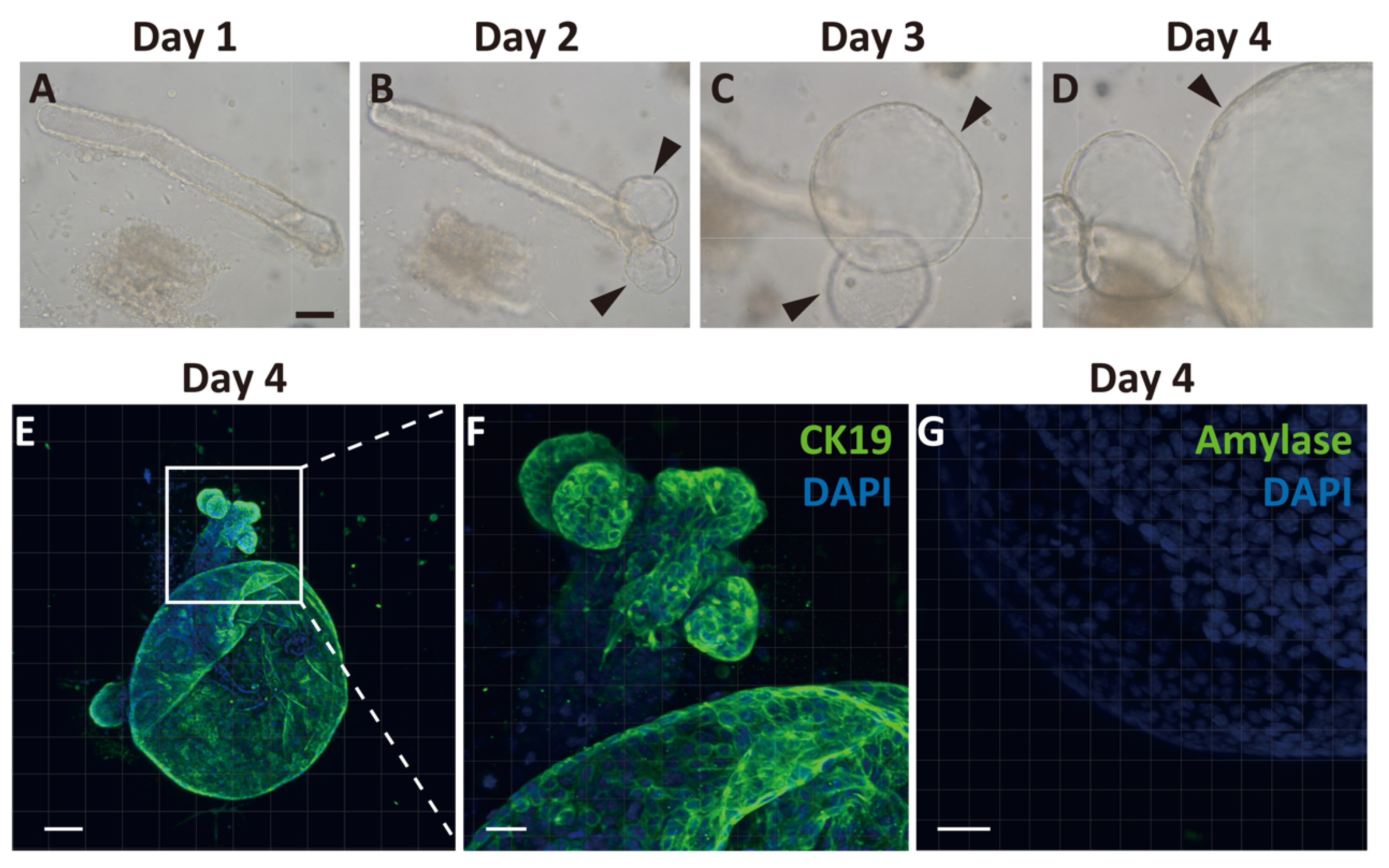 Ijms 22 08548 g002 Ijms 22 08548 g002