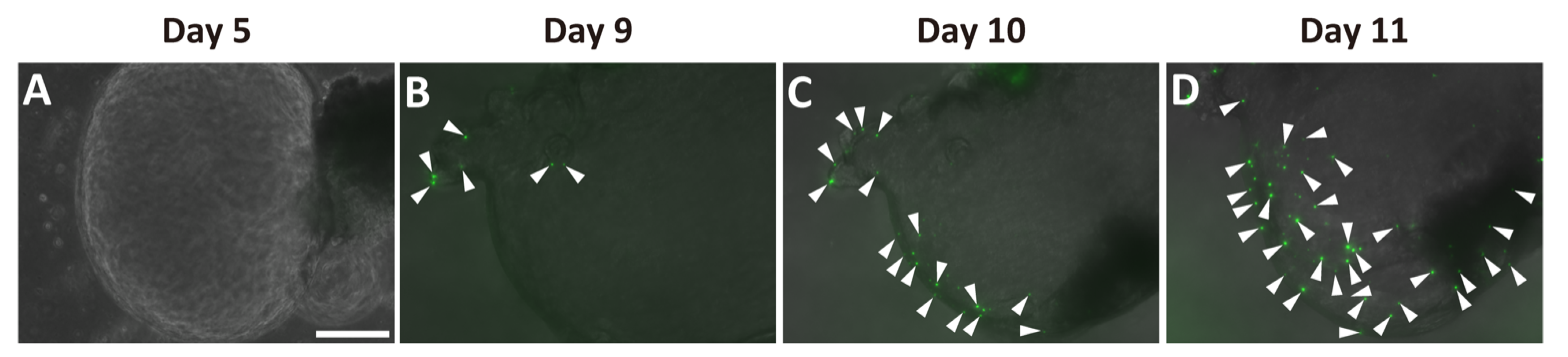 Ijms 22 08548 g003 Ijms 22 08548 g003