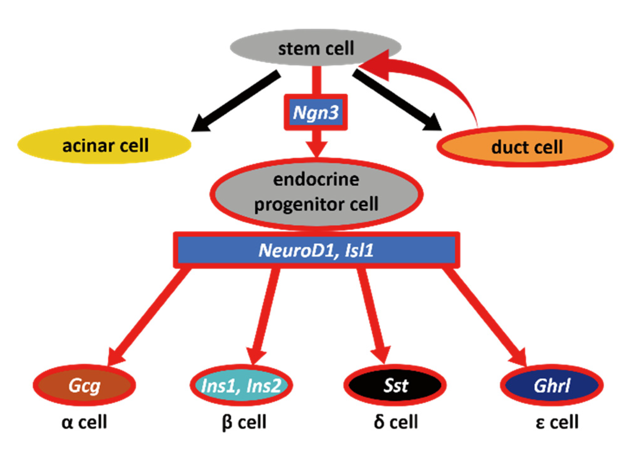 Ijms 22 08548 g005 Ijms 22 08548 g005