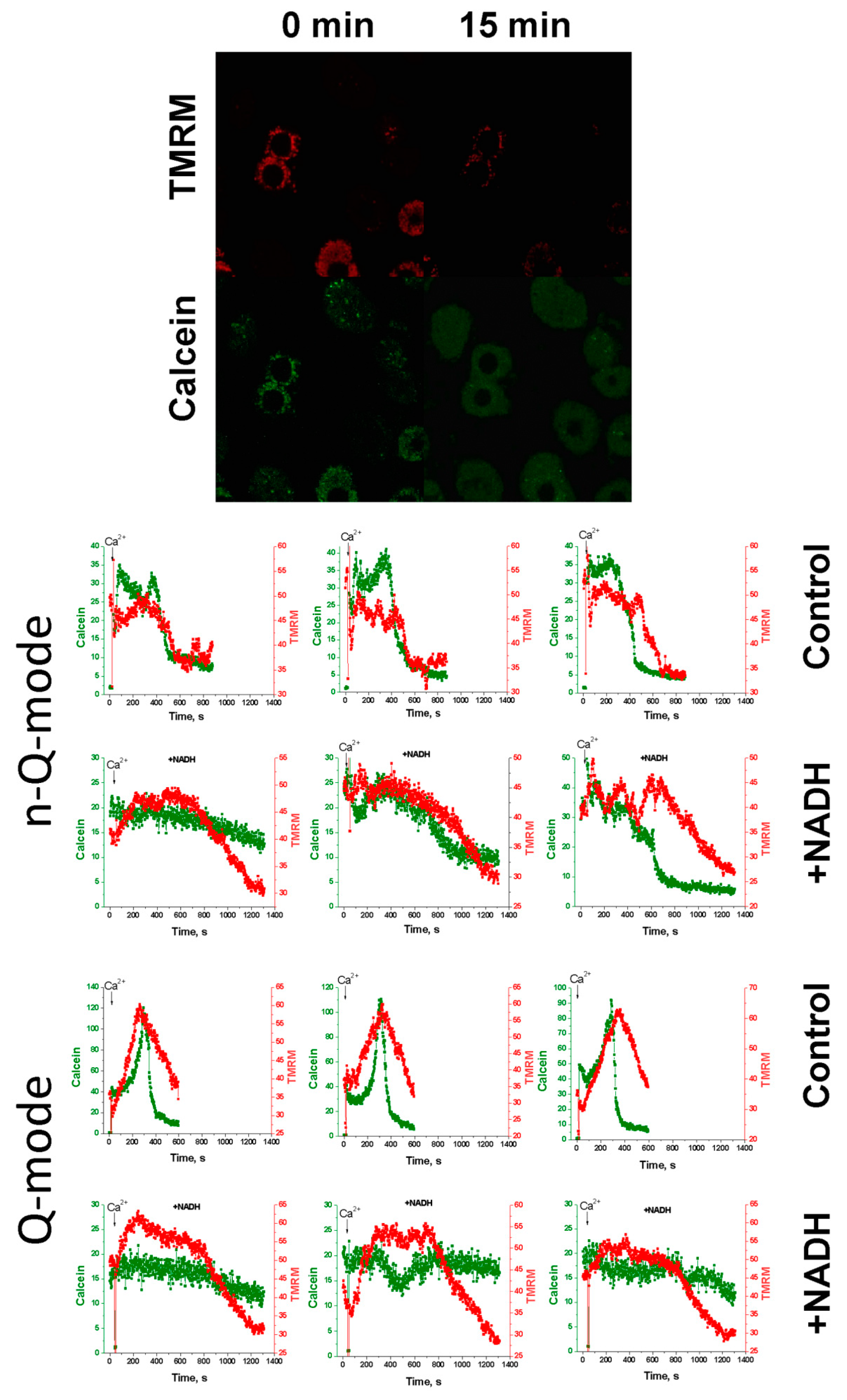 Ijms 22 08560 g005 Ijms 22 08560 g005