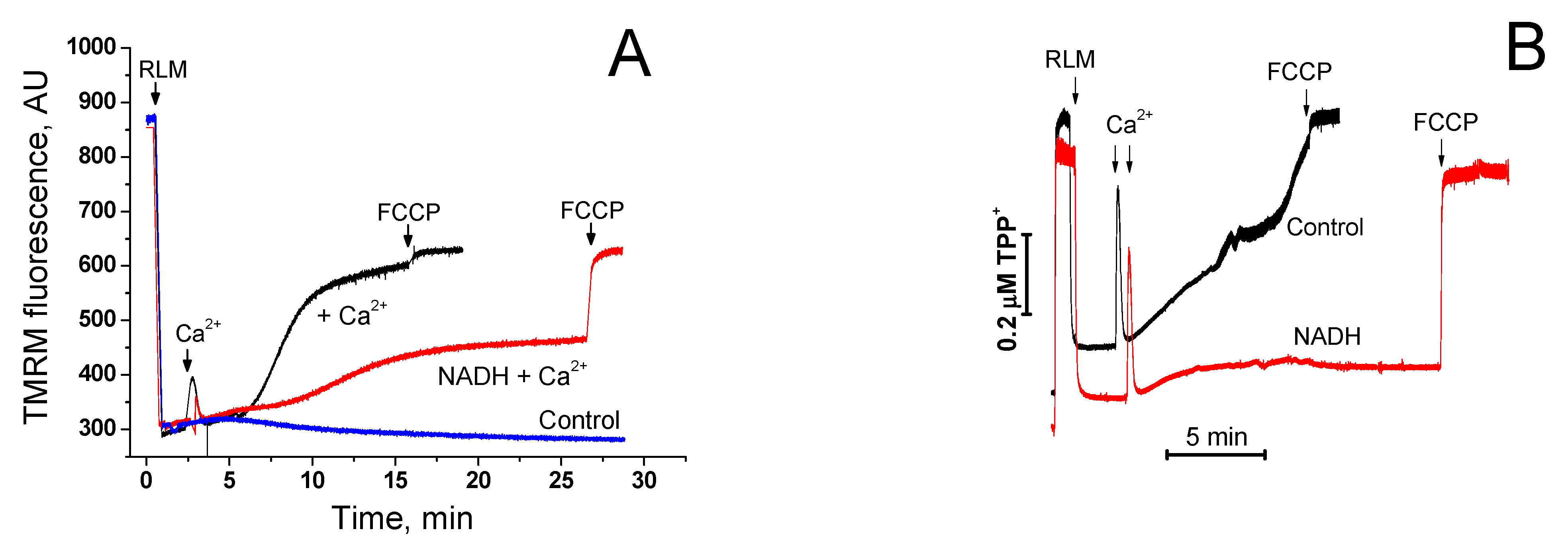 Ijms 22 08560 g006 Ijms 22 08560 g006