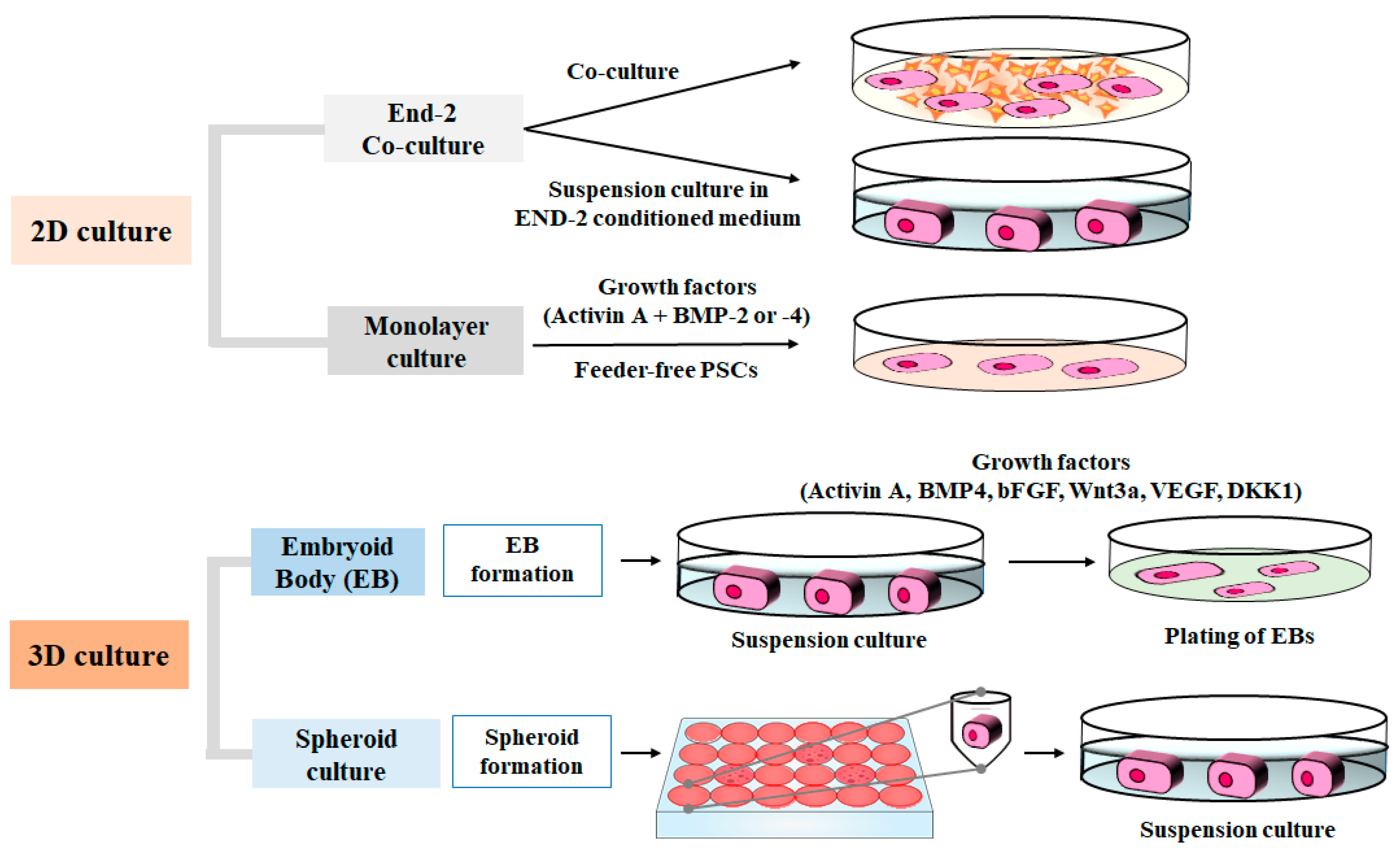 IJMS | Free Full-Text | Epigenetic Regulation of Cardiomyocyte  Differentiation from Embryonic and Induced Pluripotent Stem Cells