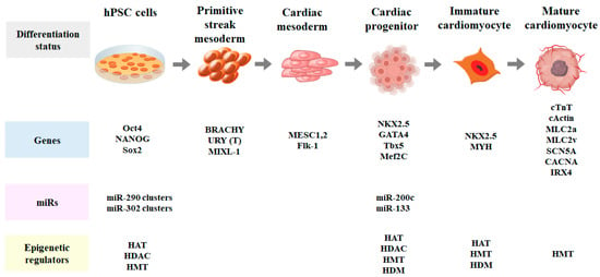 IJMS | Free Full-Text | Epigenetic Regulation of Cardiomyocyte ...