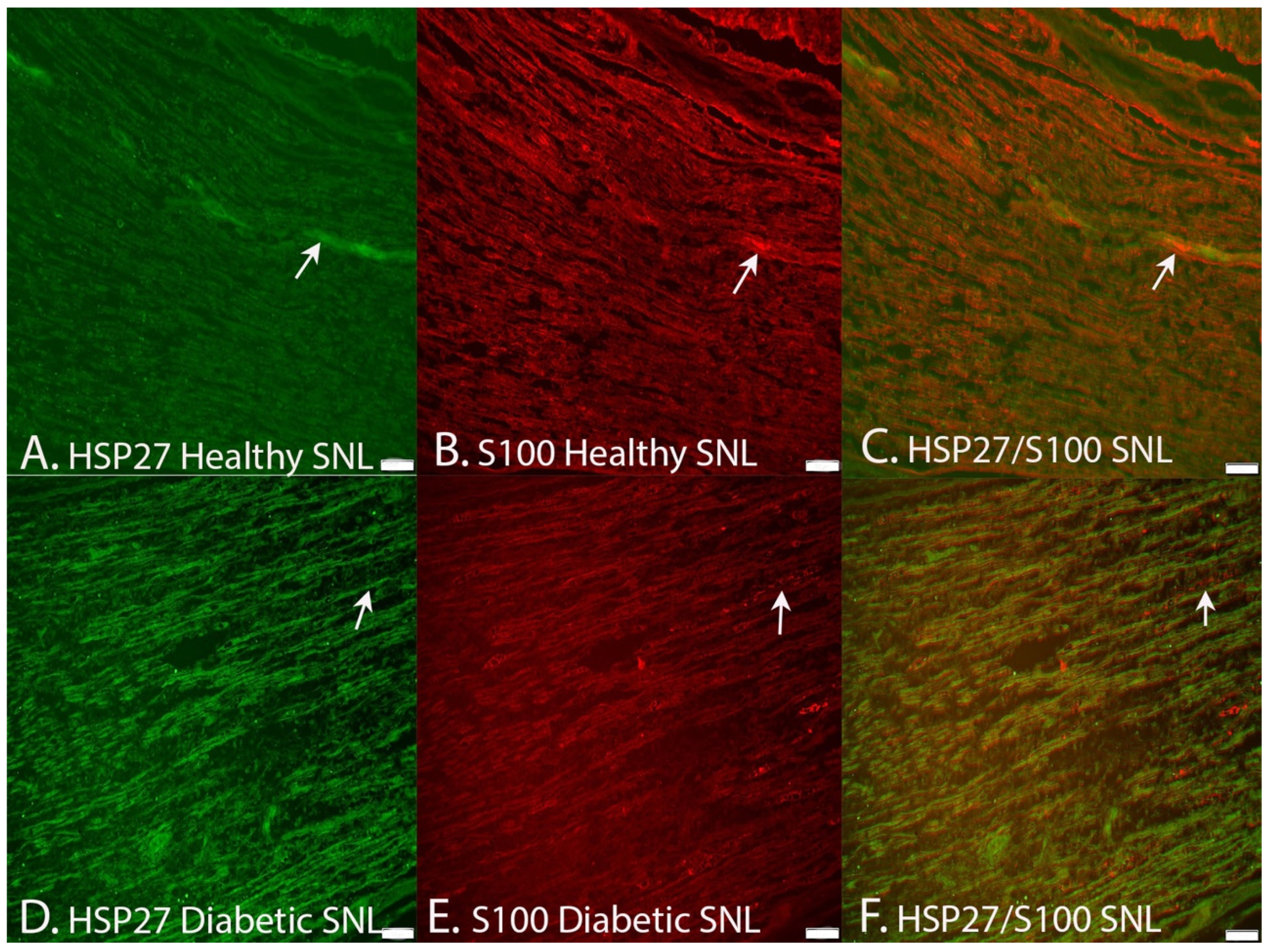 Ijms 22 08624 g007 Ijms 22 08624 g007