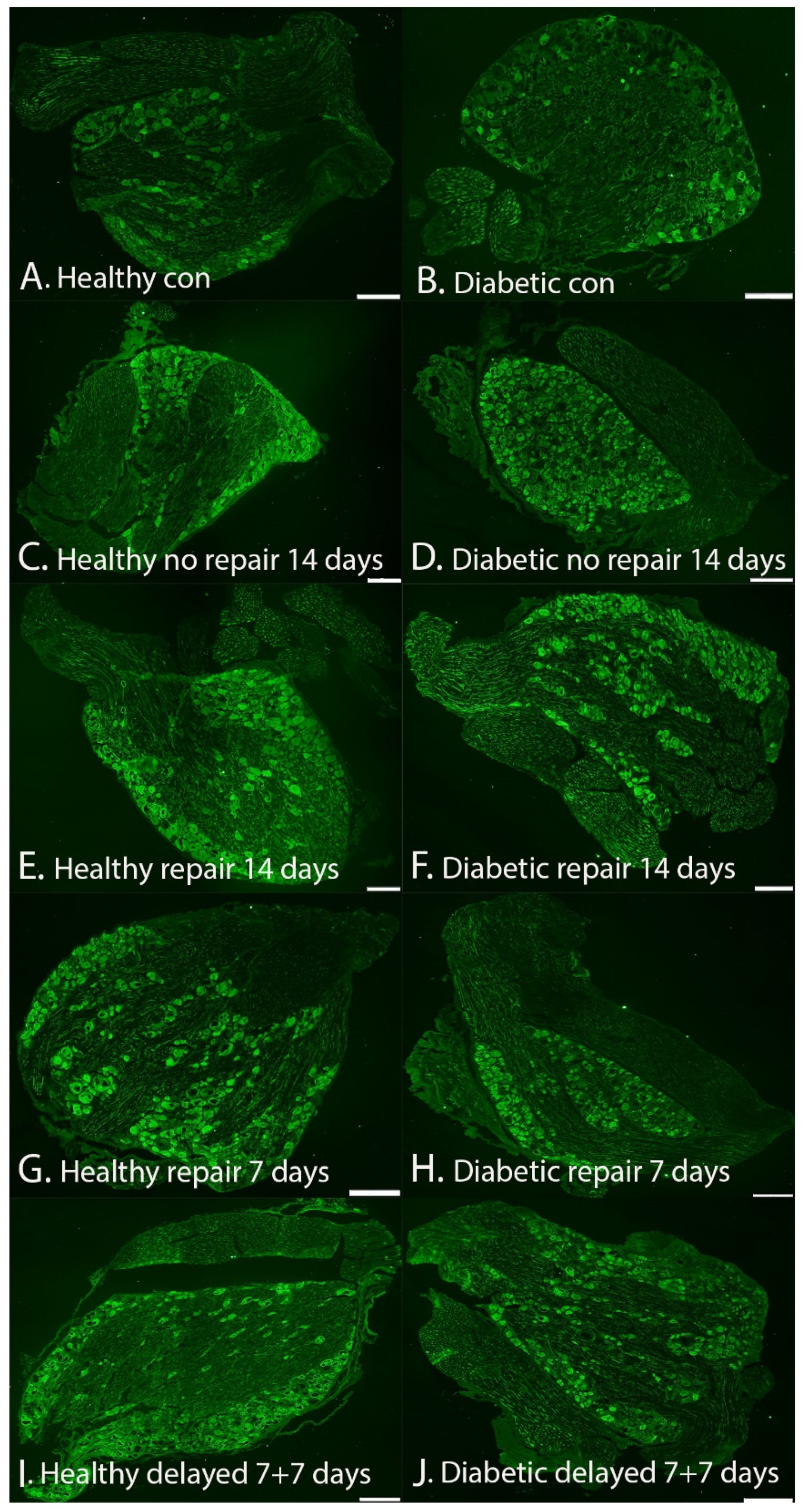Ijms 22 08624 g009 Ijms 22 08624 g009
