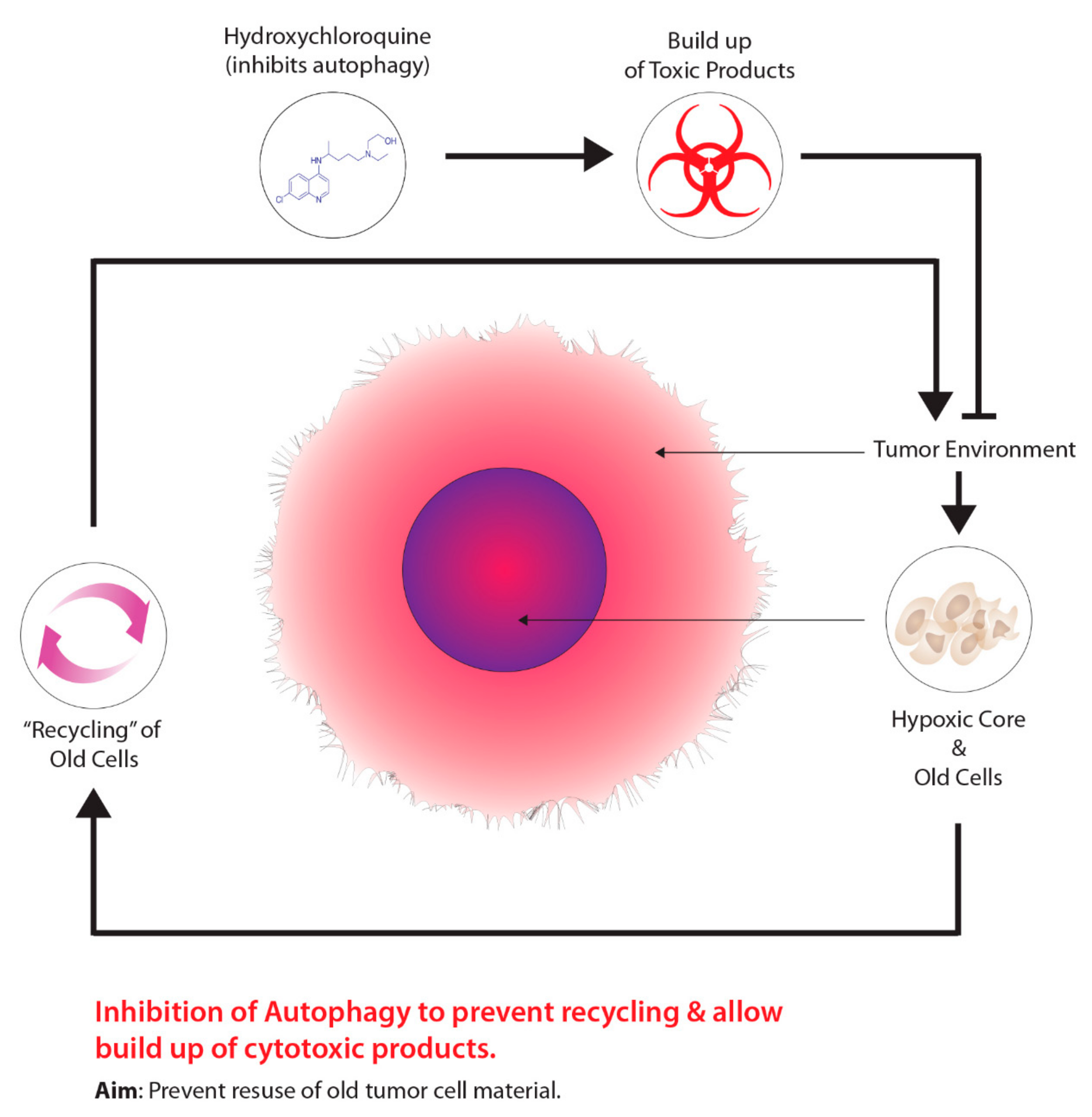 Ijms 22 08651 g005 Ijms 22 08651 g005