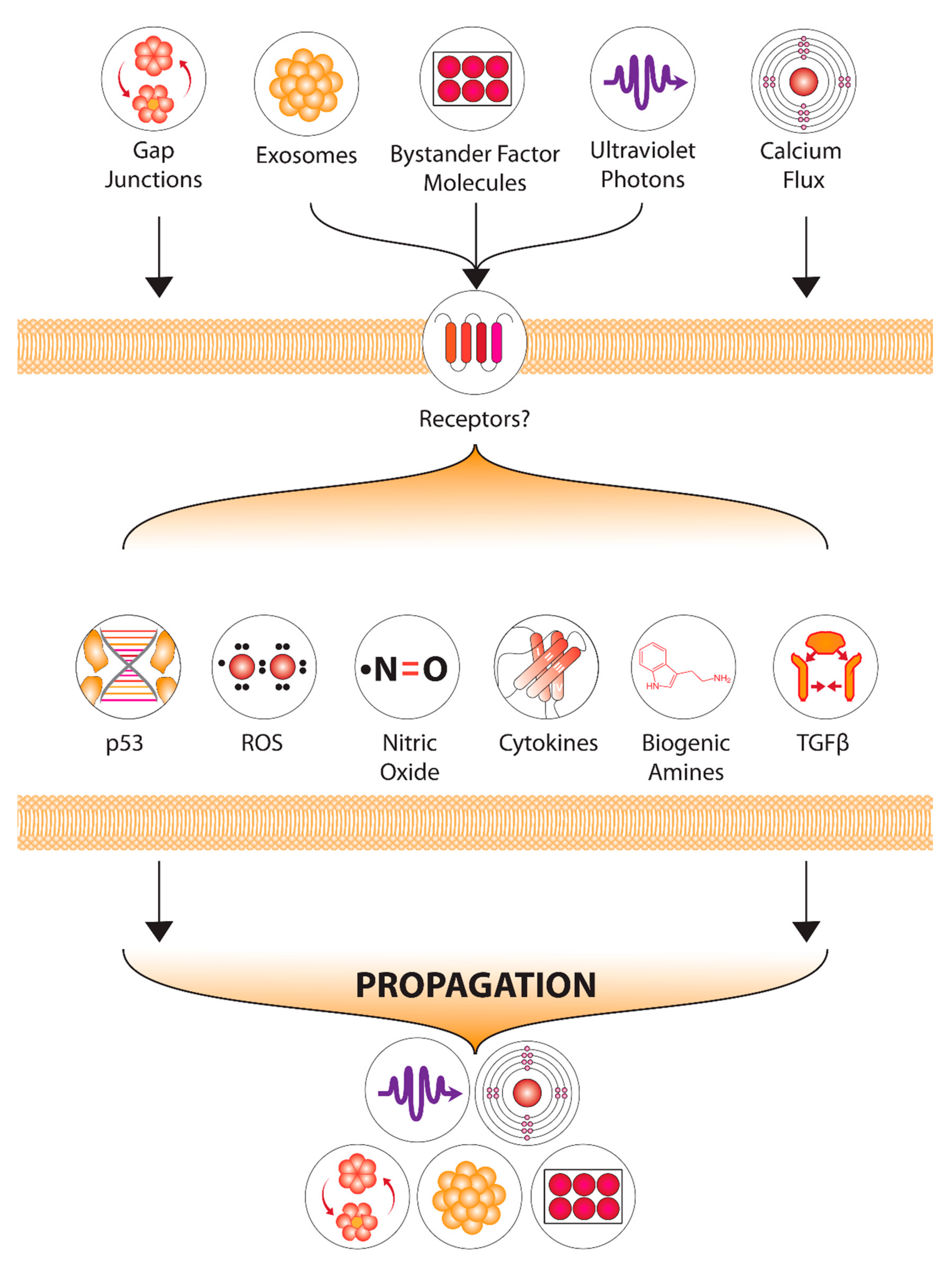 Ijms 22 08651 g006 Ijms 22 08651 g006