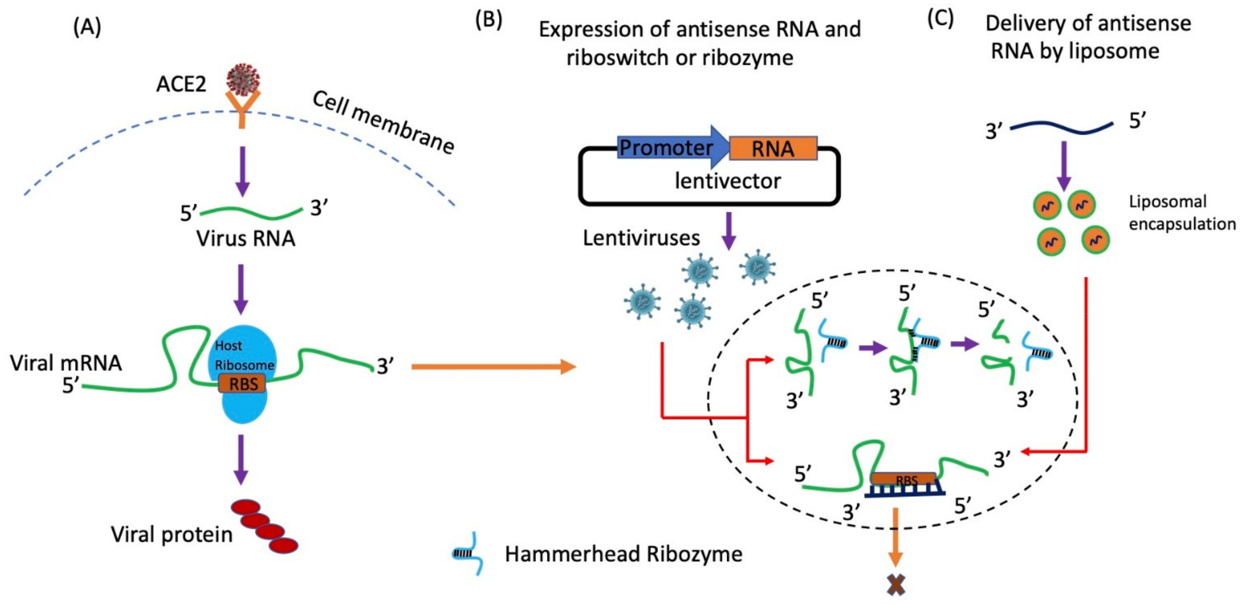Ijms 22 08660 g005 Ijms 22 08660 g005
