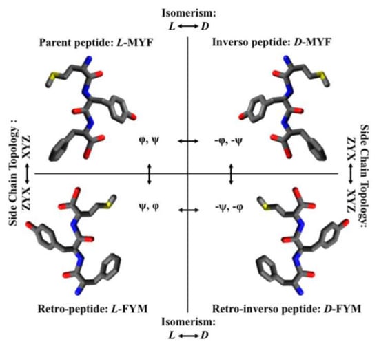 IJMS | Free Full-Text | Recent Applications of Retro-Inverso Peptides