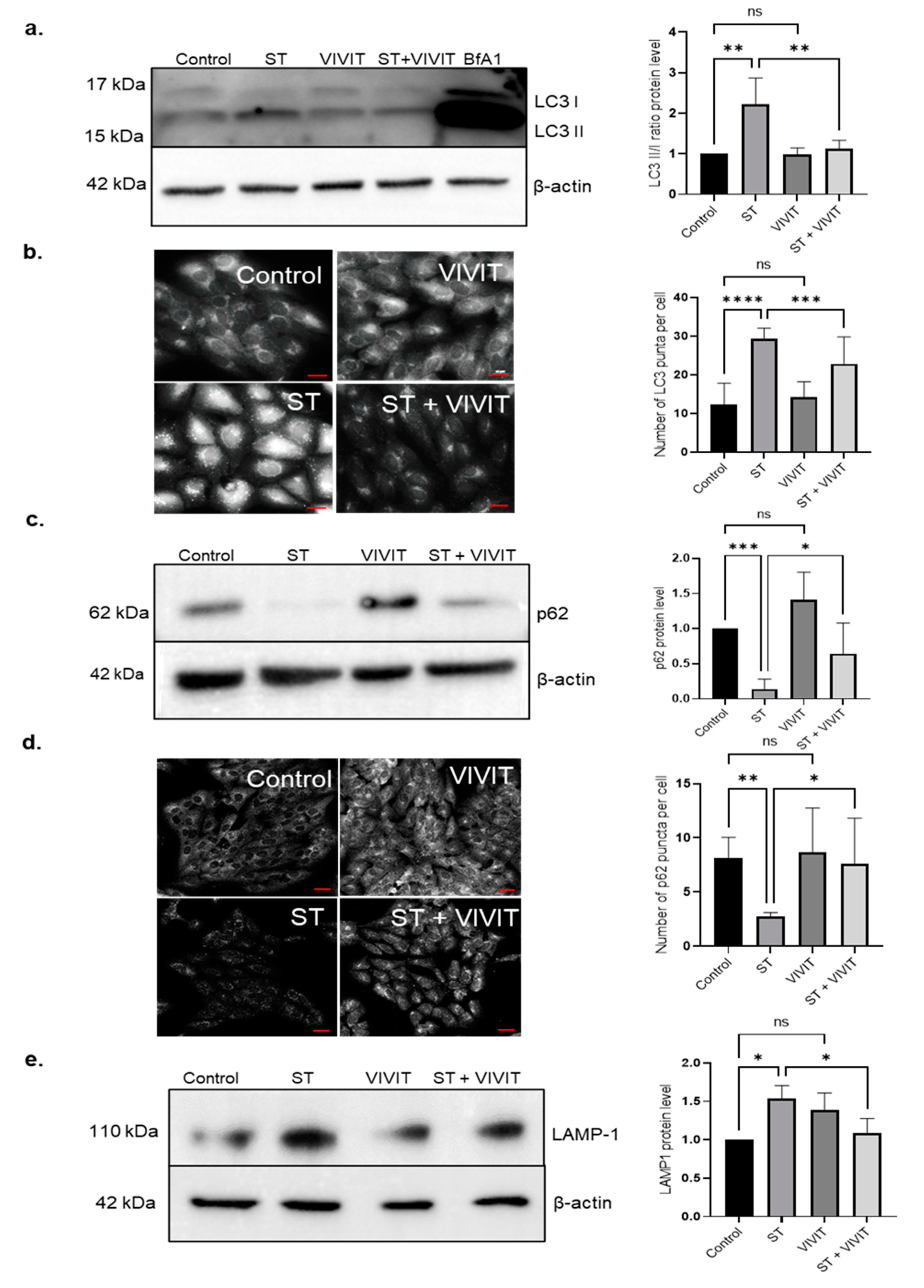 Ijms 22 08684 g002 Ijms 22 08684 g002