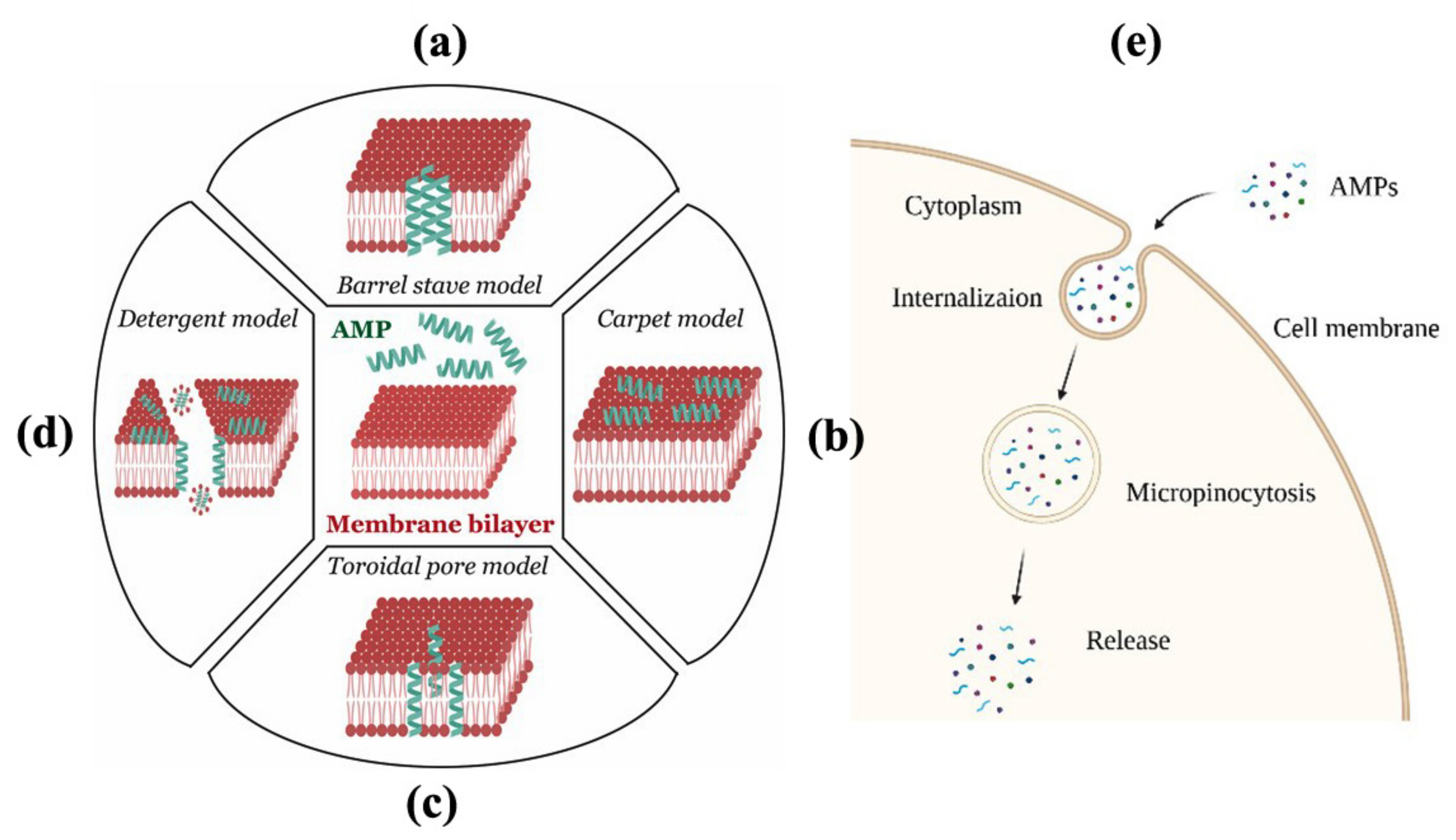 Ijms 22 08712 g004 Ijms 22 08712 g004