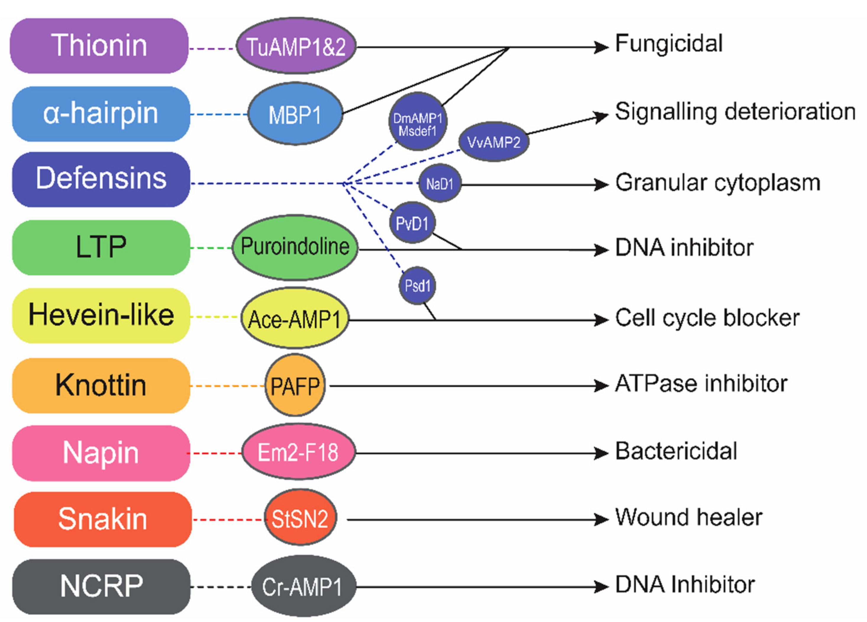 Ijms 22 08712 g005 Ijms 22 08712 g005