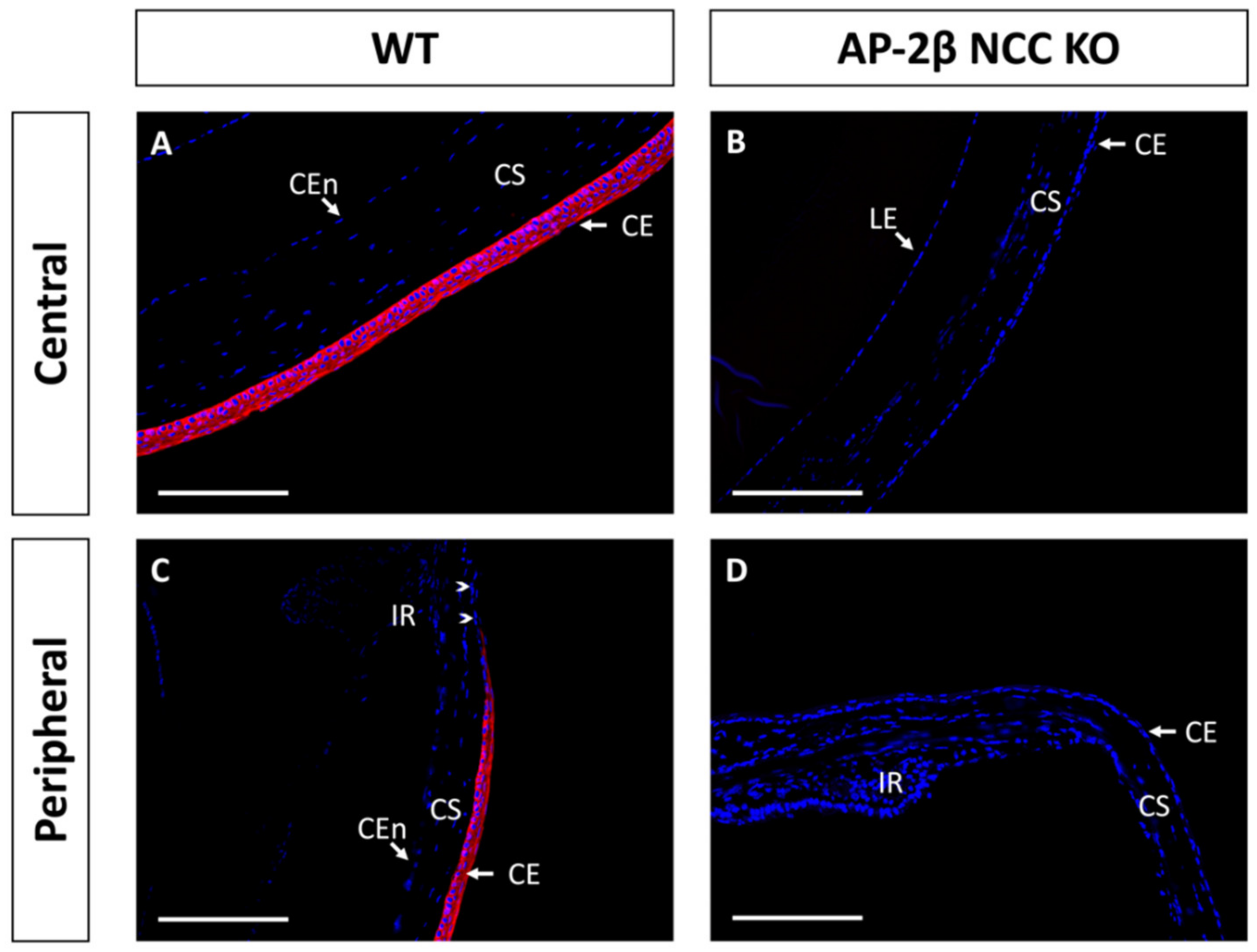 Ijms 22 08730 g002 Ijms 22 08730 g002