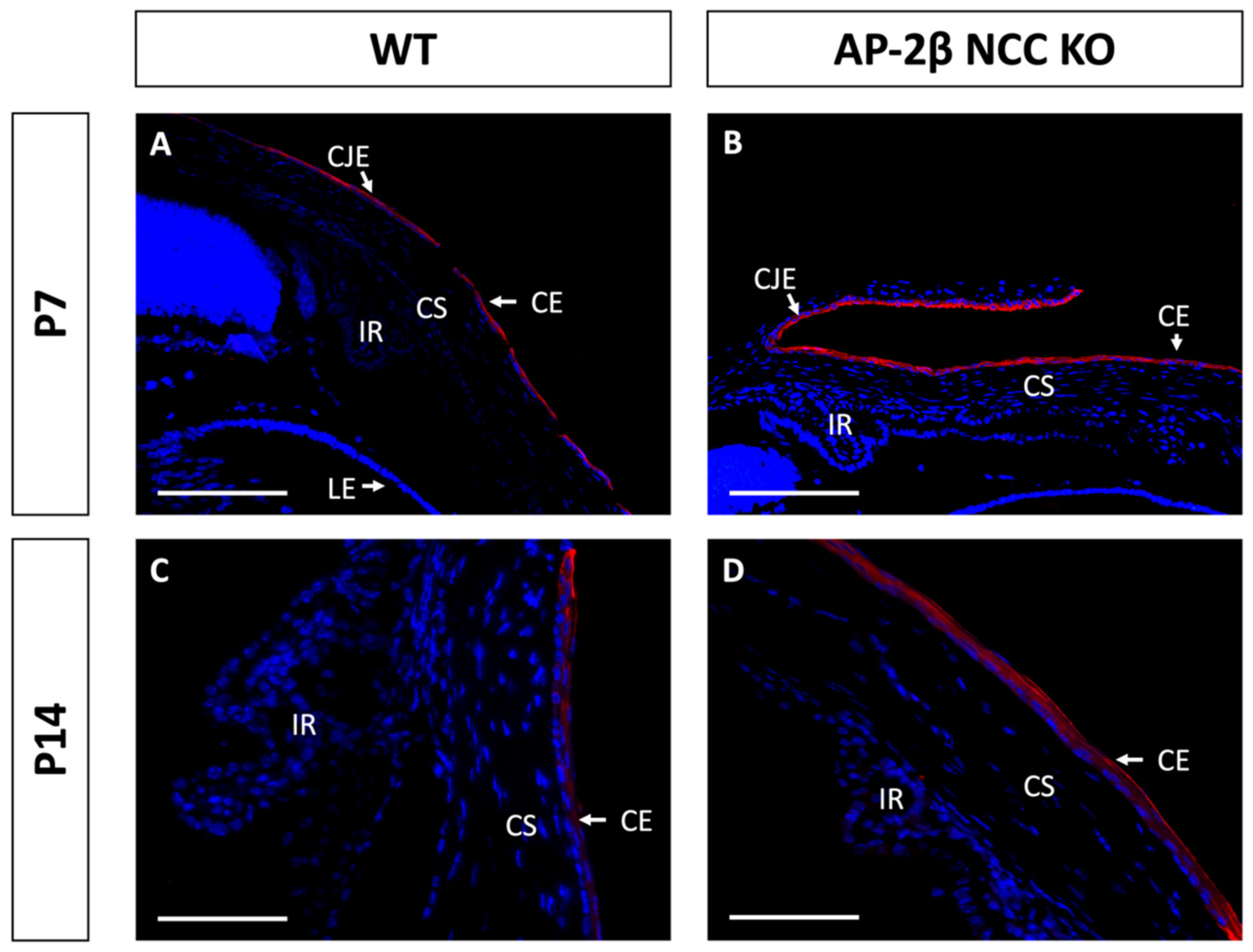 Ijms 22 08730 g005 Ijms 22 08730 g005