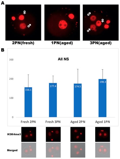 Ijms Free Full Text Exploration Of The Cytoplasmic Function Of Abnormally Fertilized Embryos Via Novel Pronuclear Stage Cytoplasmic Transfer Html