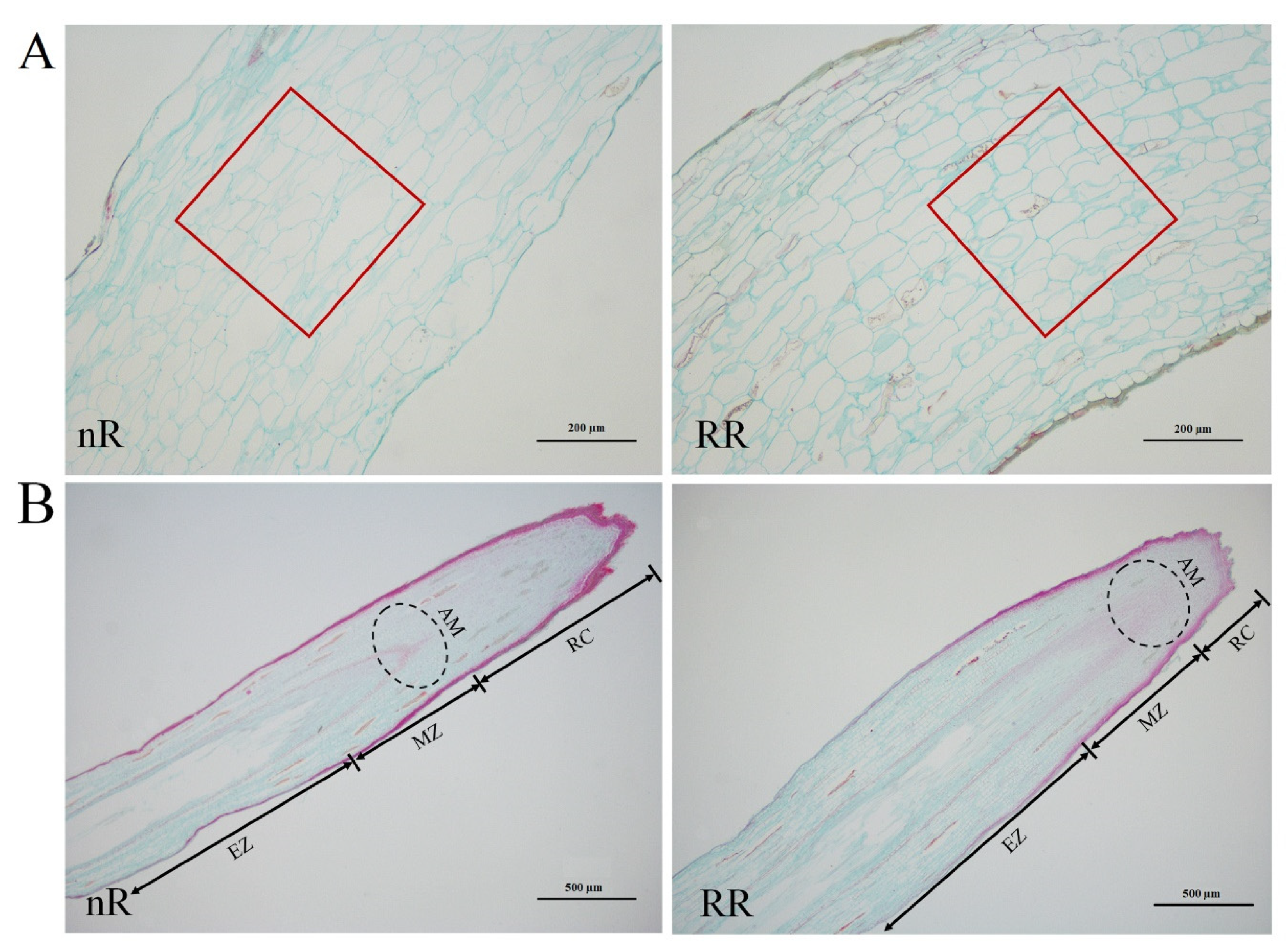 Ijms 22 08799 g002 Ijms 22 08799 g002