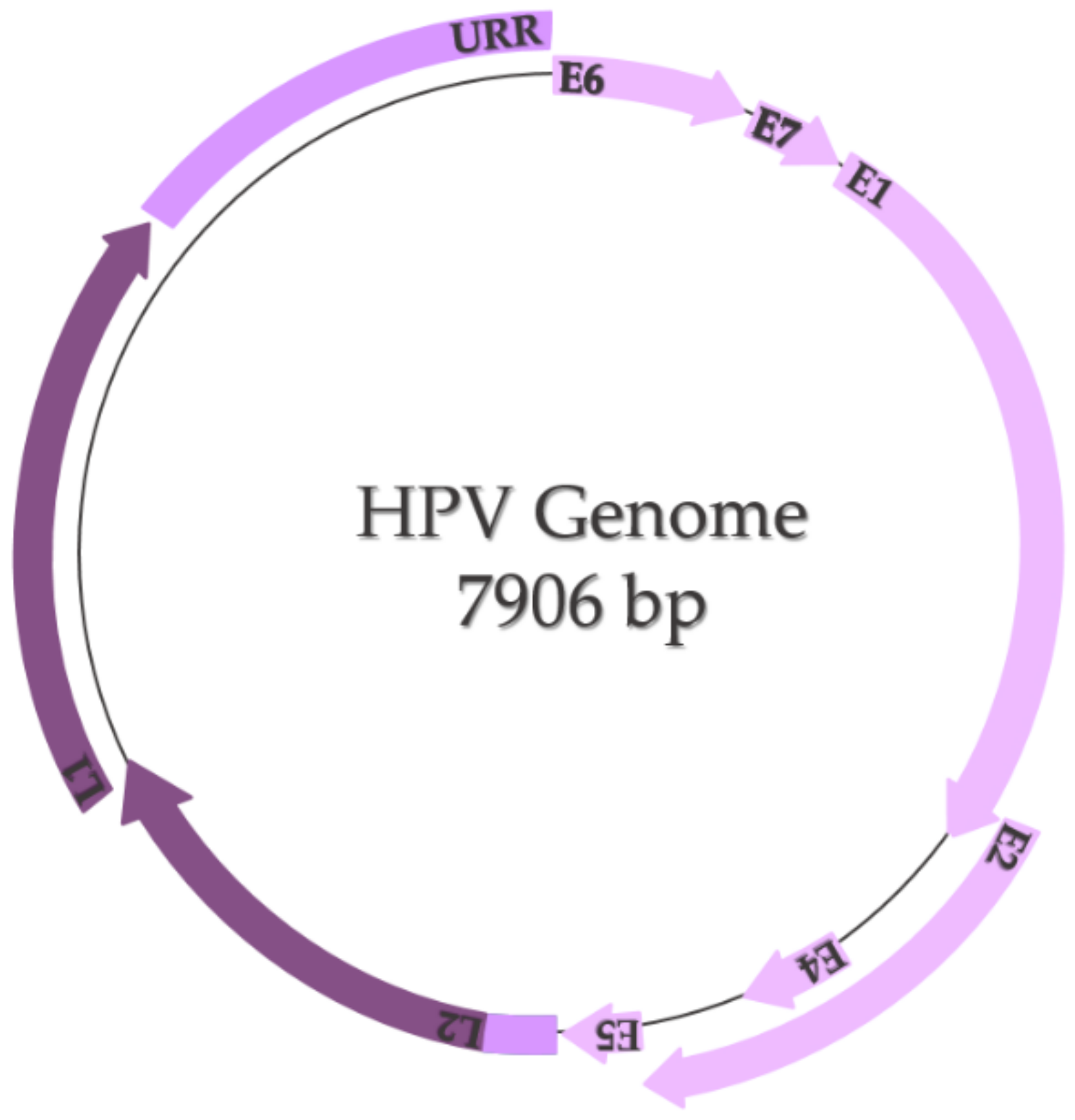 Ijms 22 08812 g003 Ijms 22 08812 g003