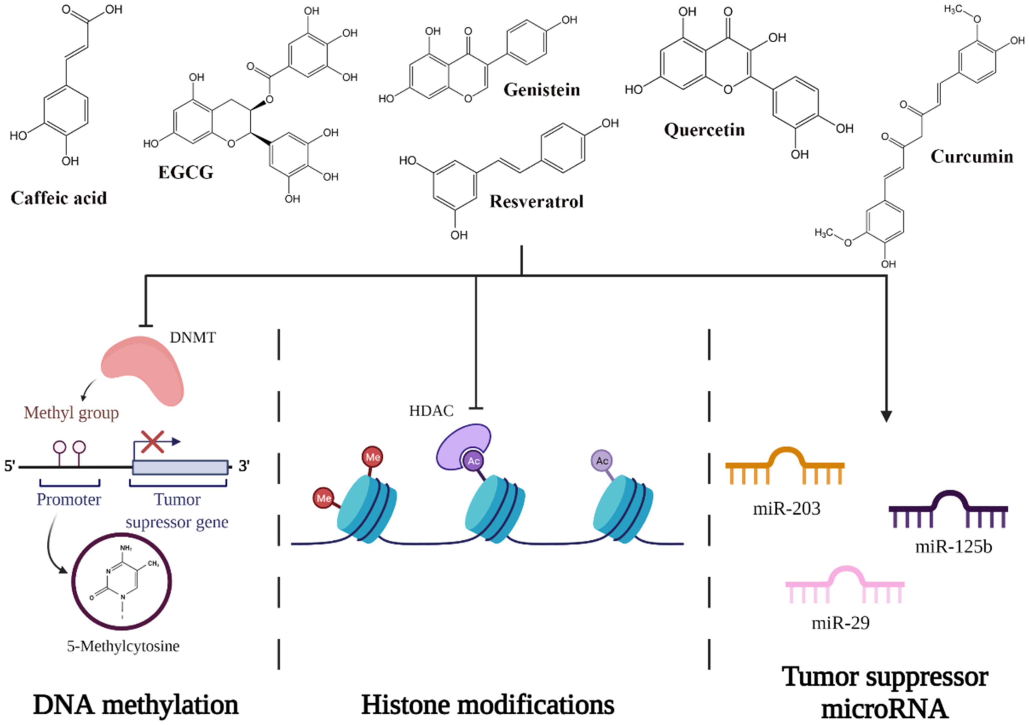 Ijms 22 08812 g006 Ijms 22 08812 g006