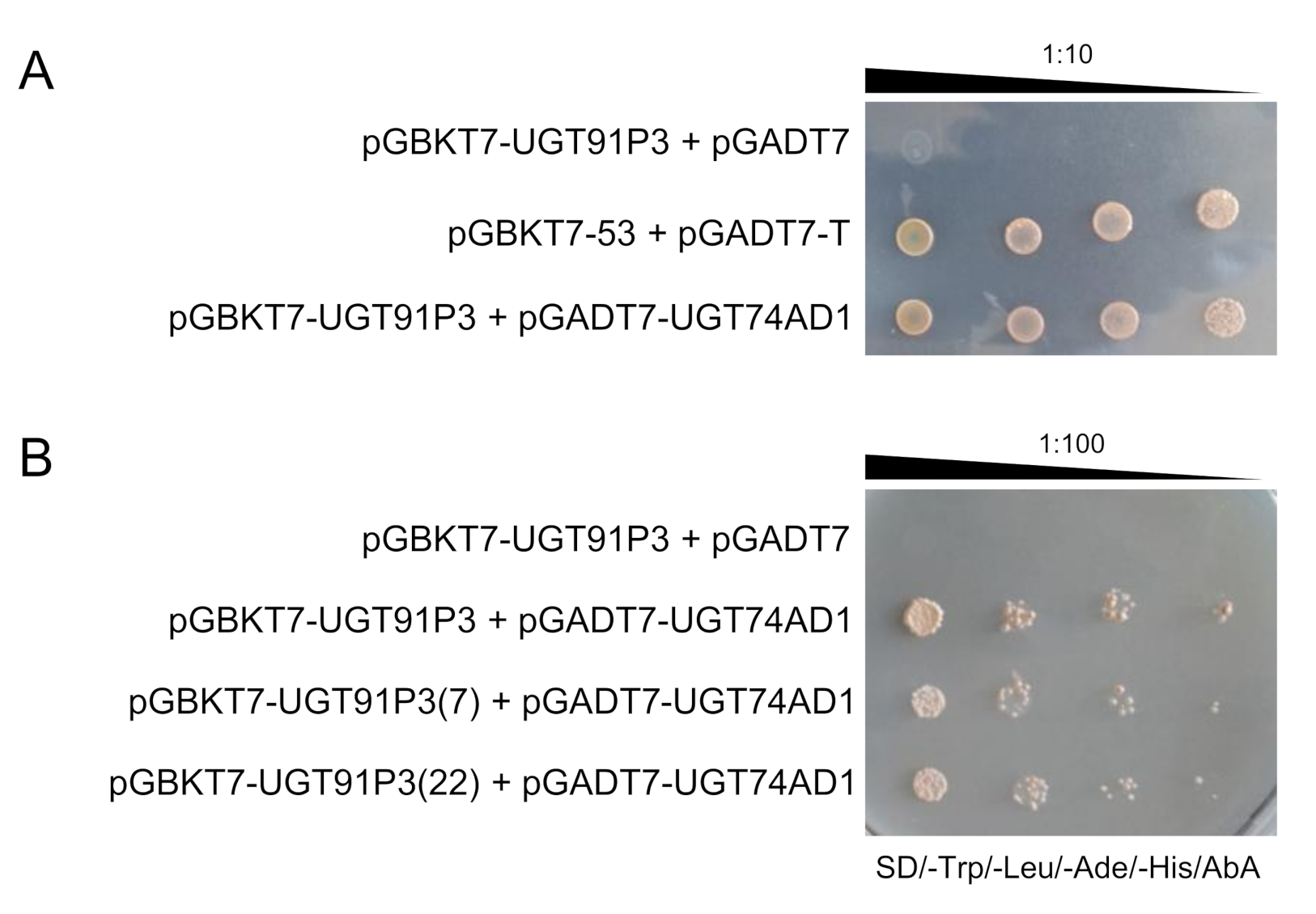 Ijms 22 08815 g005 Ijms 22 08815 g005