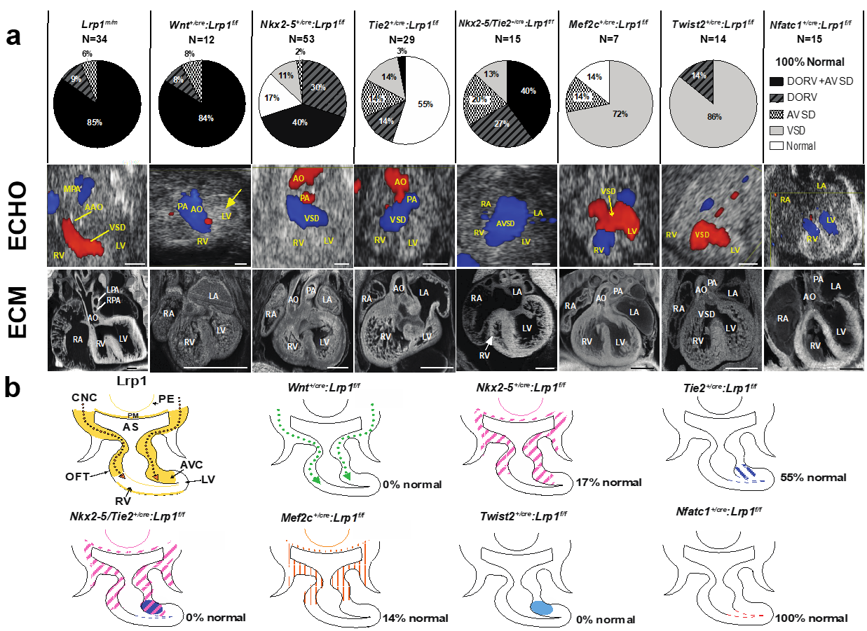 Ijms 22 08816 g001 Ijms 22 08816 g001