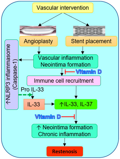 IJMS | Free Full-Text | Immunomodulation of IL-33 and IL-37 with