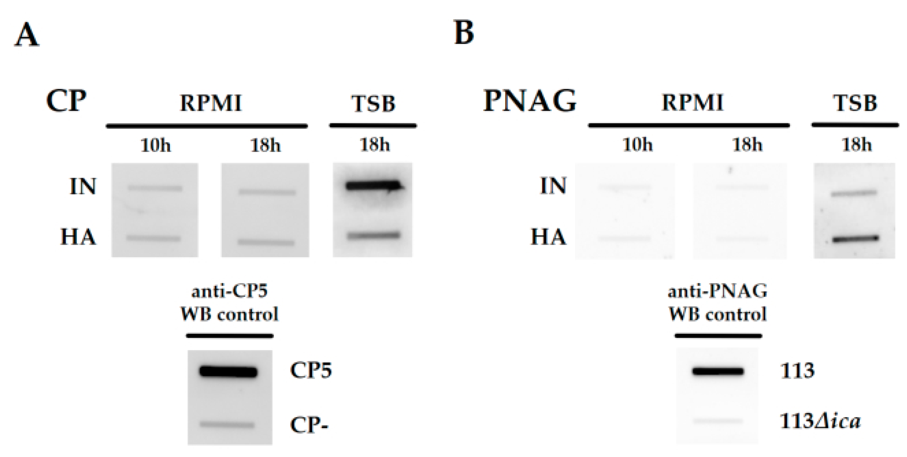 Ijms 22 08840 g003 Ijms 22 08840 g003