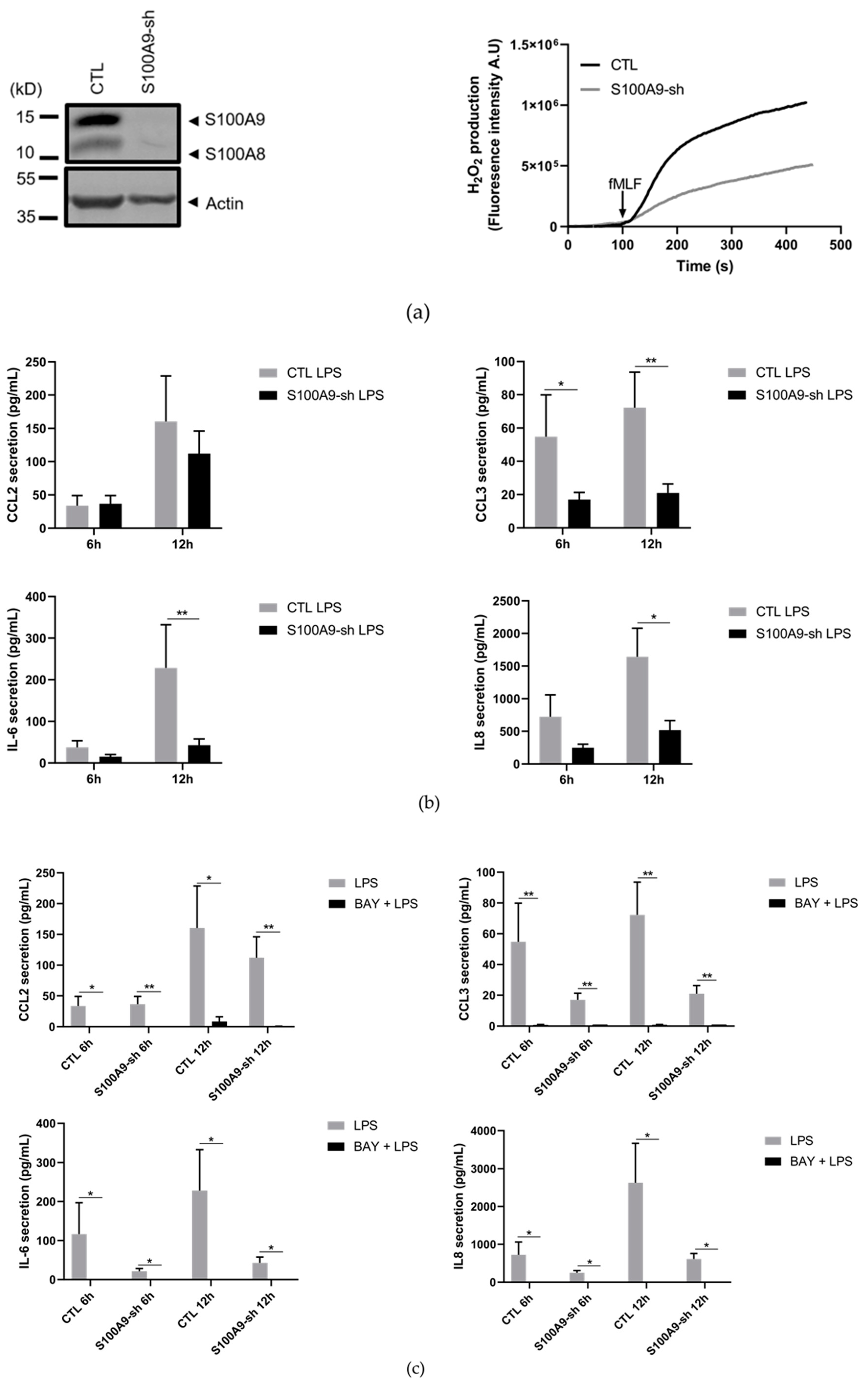 Ijms 22 08845 g009 Ijms 22 08845 g009