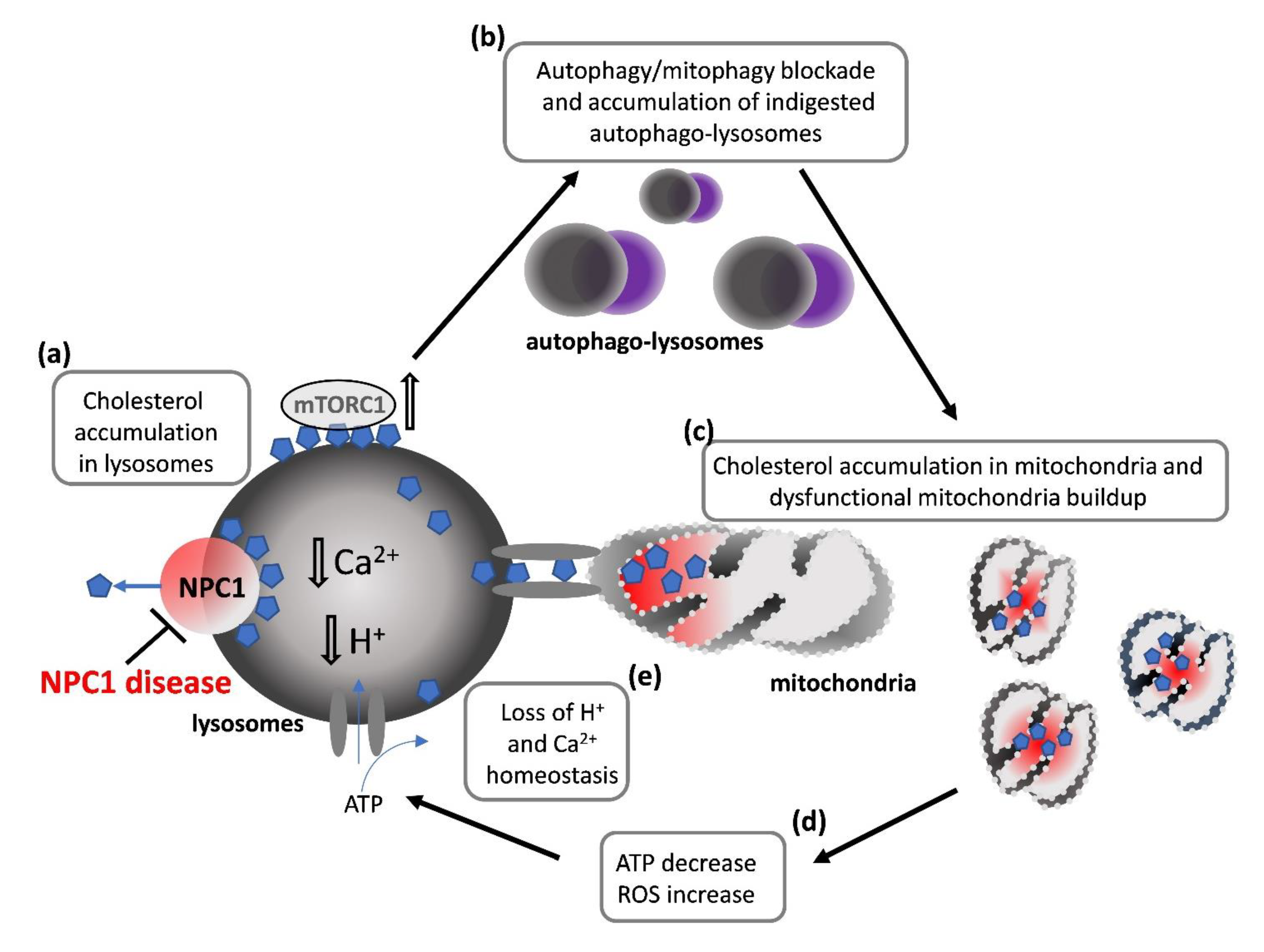 PDF] Oxidative Stress: A Pathogenic Mechanism for Niemann-Pick Type C  Disease