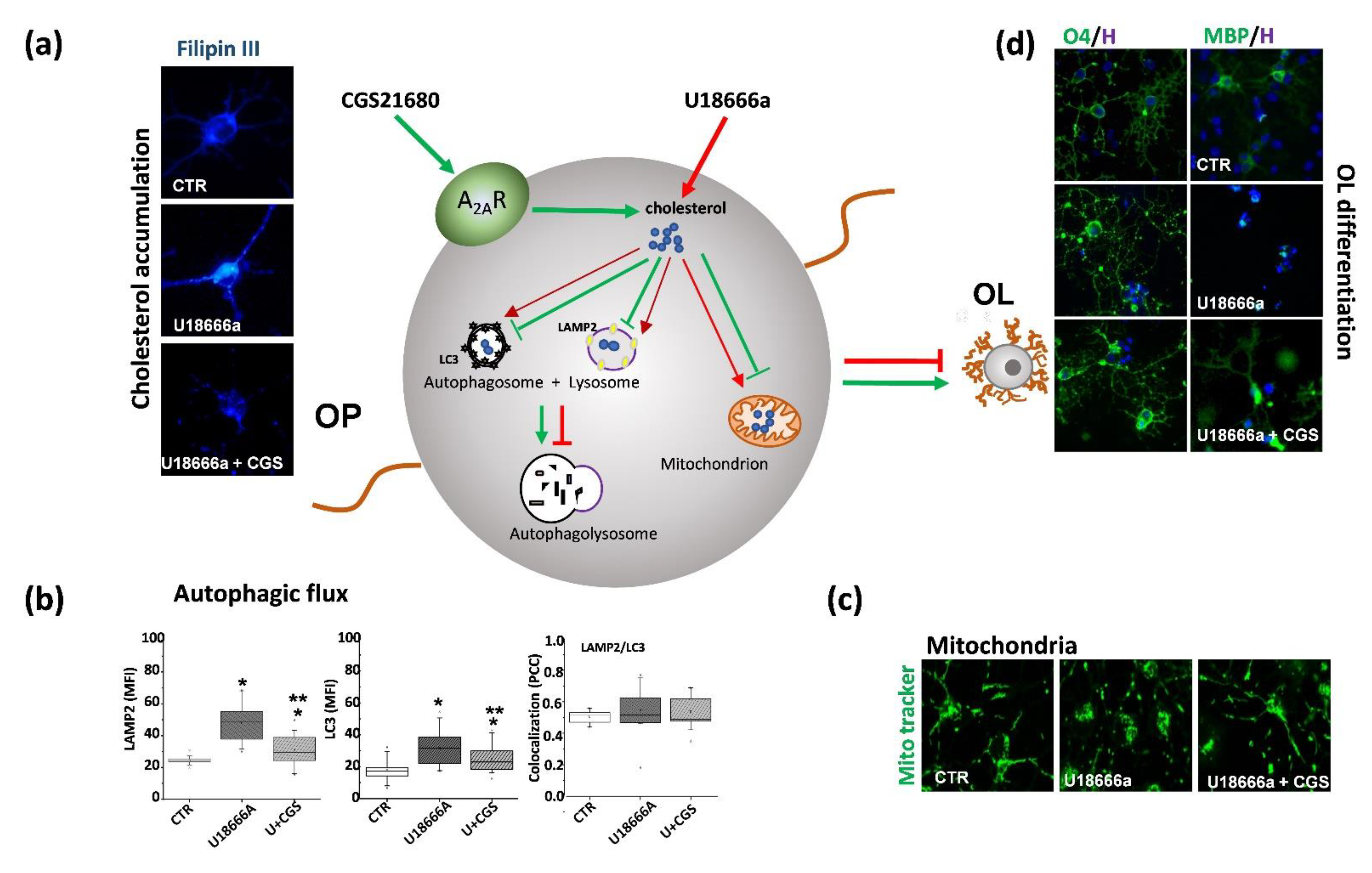 Ijms Free Full Text Myelin Defects In Niemann Pick Type C Disease Mechanisms And Possible Therapeutic Perspectives Html