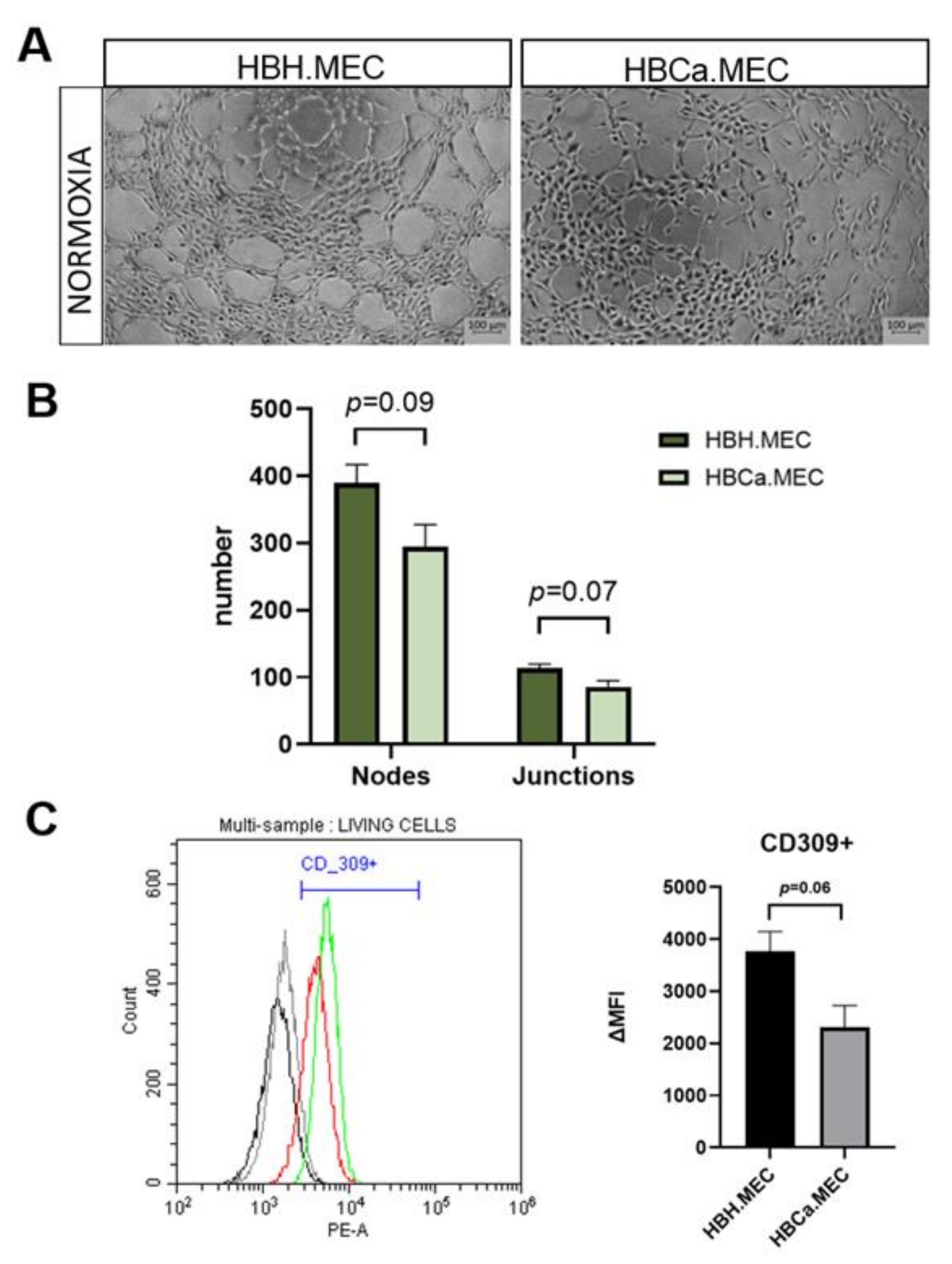 Ijms 22 08862 g004 Ijms 22 08862 g004