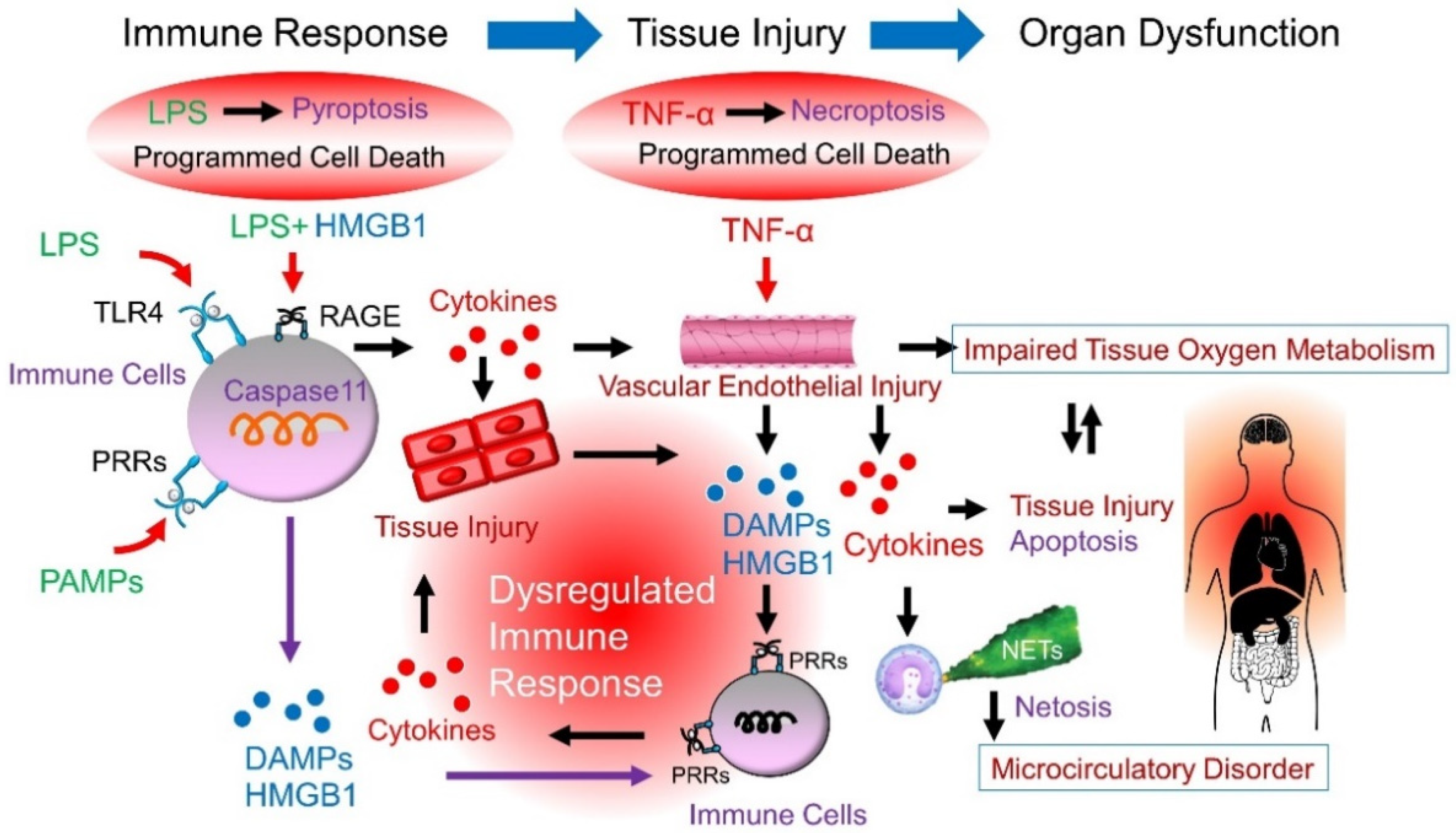 IJMS | Full-Text | Targeting Cytokines, Pathogen-Associated Molecular Patterns, and Damage-Associated Patterns in Sepsis via Blood Purification