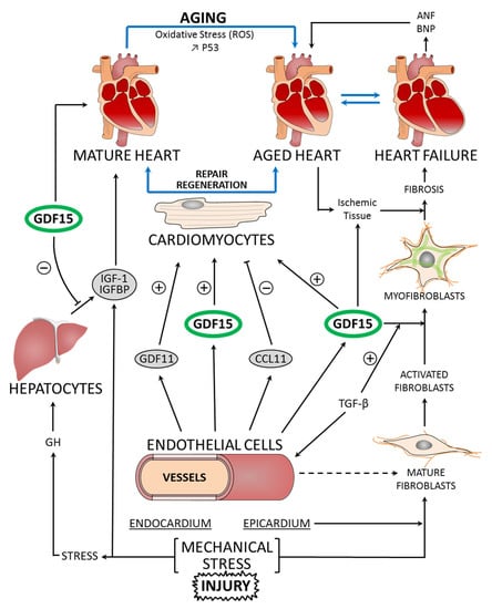 Blood pressure measurement - new insights, challenges and controversies