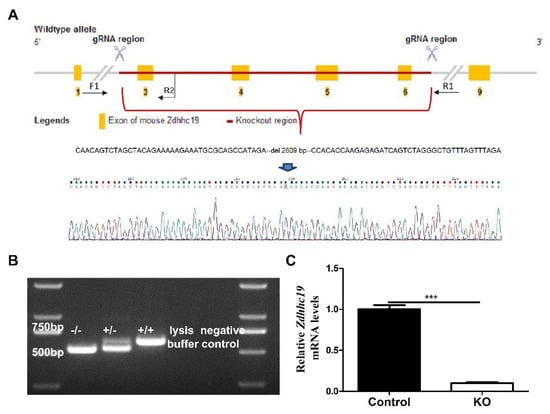 ZDHHC19 Is Dispensable for Spermatogenesis, but Is Essential for Sperm ...