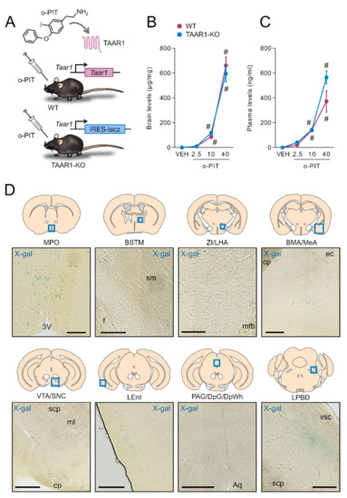 IJMS | Free Full-Text | Trace Amine-Associated Receptor 1