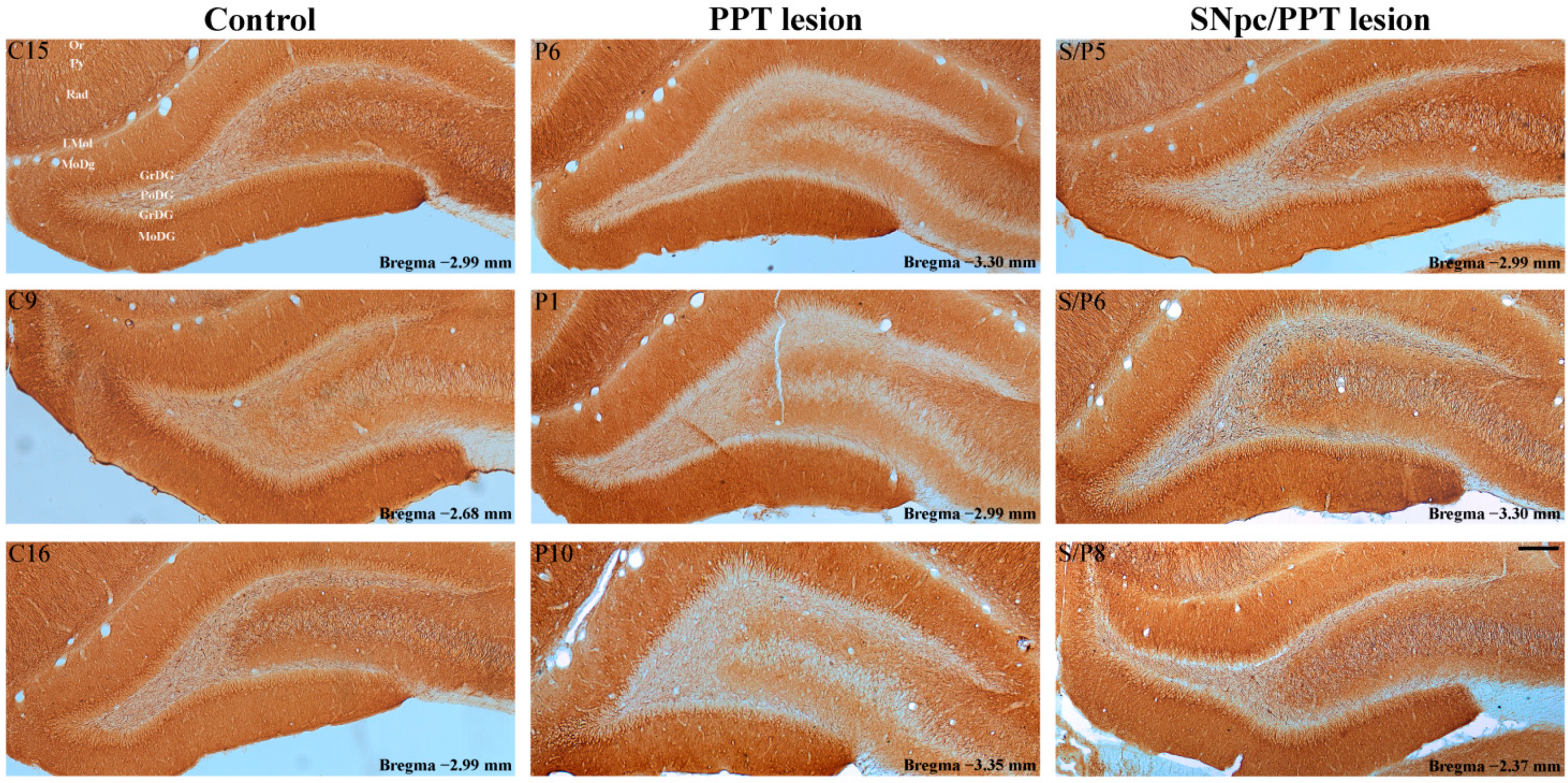 Ijms 22 08922 g007 Ijms 22 08922 g007