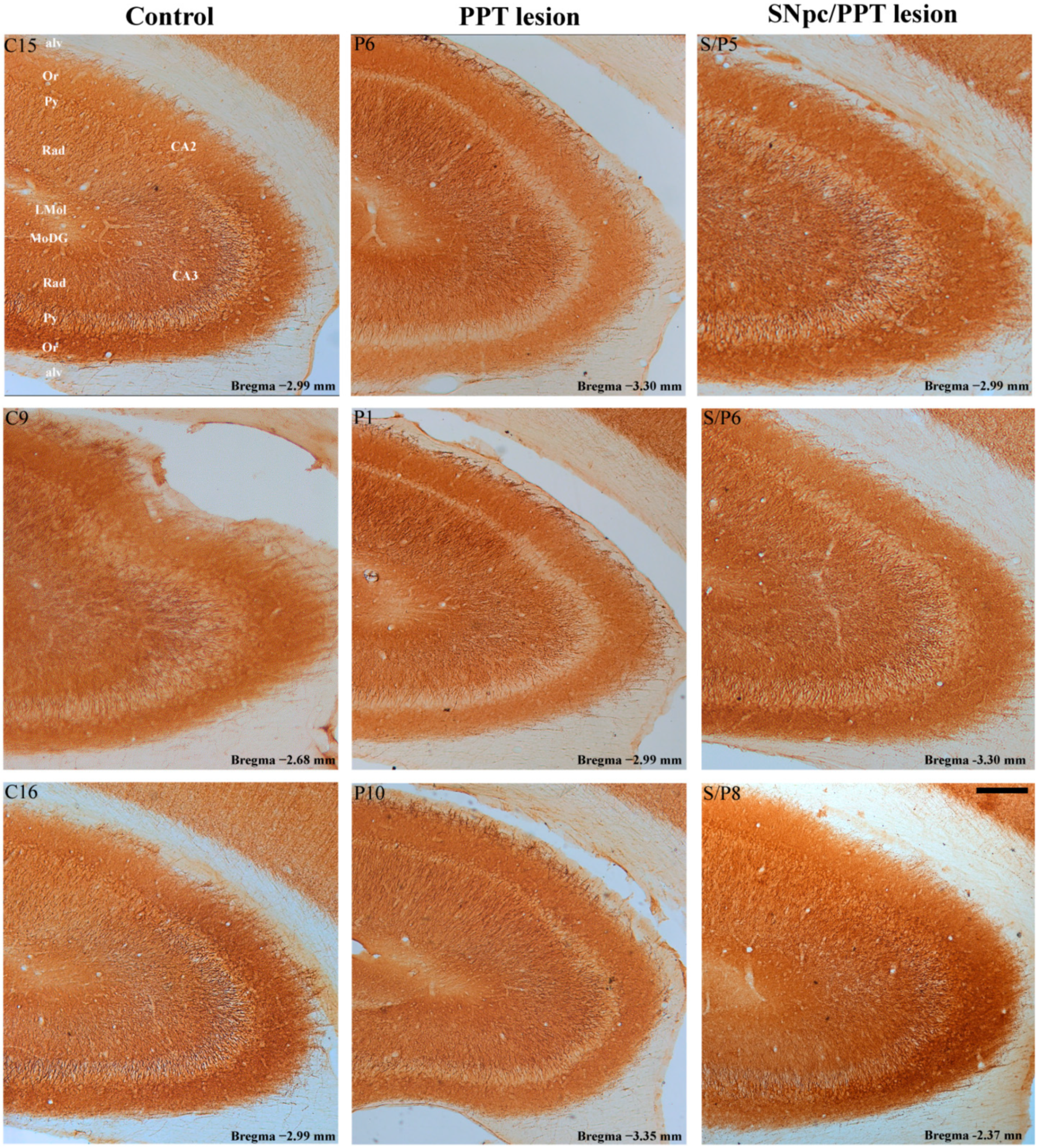 Ijms 22 08922 g008 Ijms 22 08922 g008