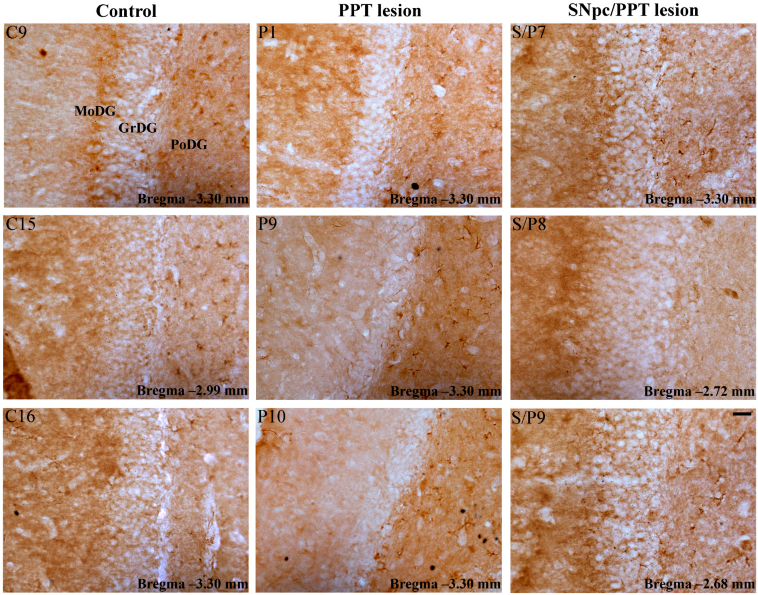 Ijms 22 08922 g009 Ijms 22 08922 g009