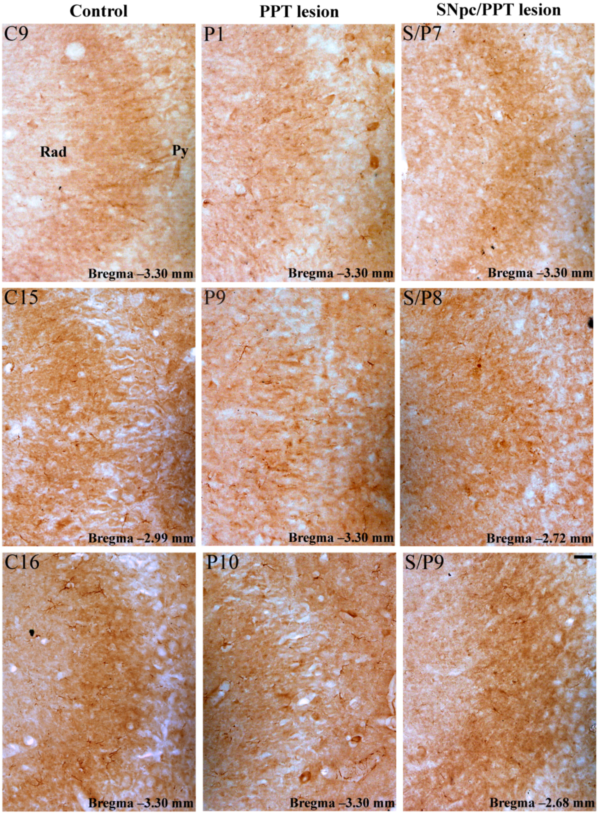 Ijms 22 08922 g010 Ijms 22 08922 g010