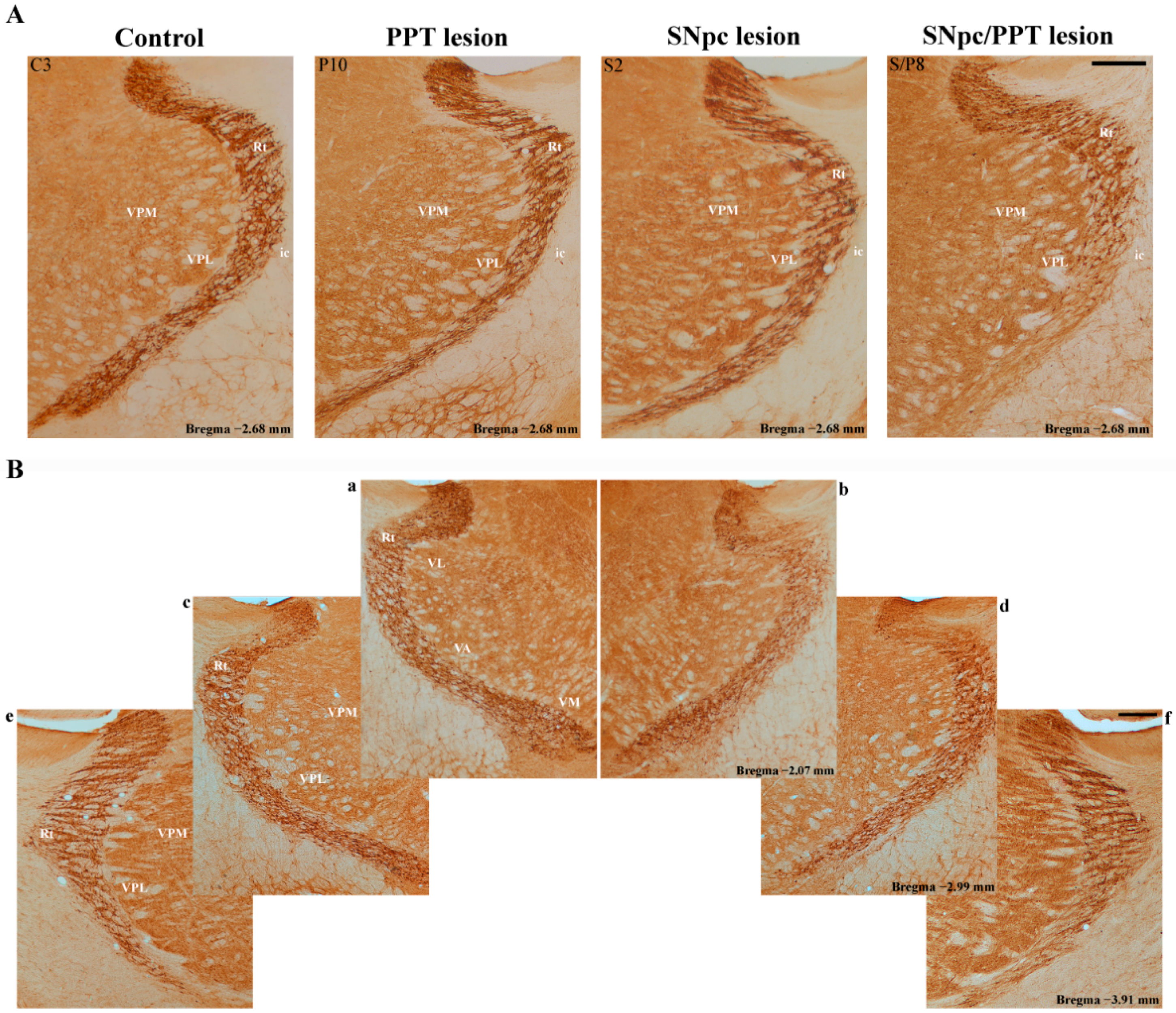 Ijms 22 08922 g011 Ijms 22 08922 g011