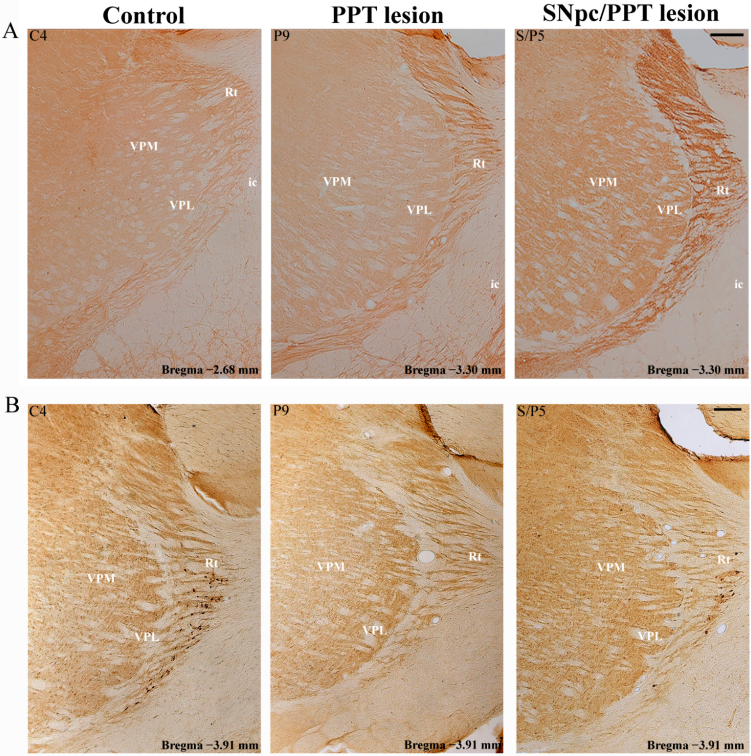 Ijms 22 08922 g012 Ijms 22 08922 g012