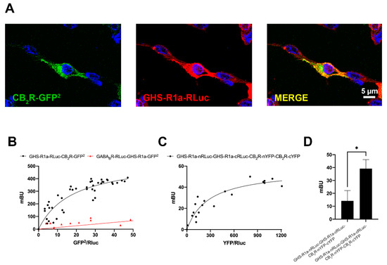 Ijms Free Full Text Identification Of The Ghrelin And Cannabinoid Cb2 Receptor Heteromer Functionality And Marked Upregulation In Striatal Neurons From Offspring Of Mice Under A High Fat Diet Html