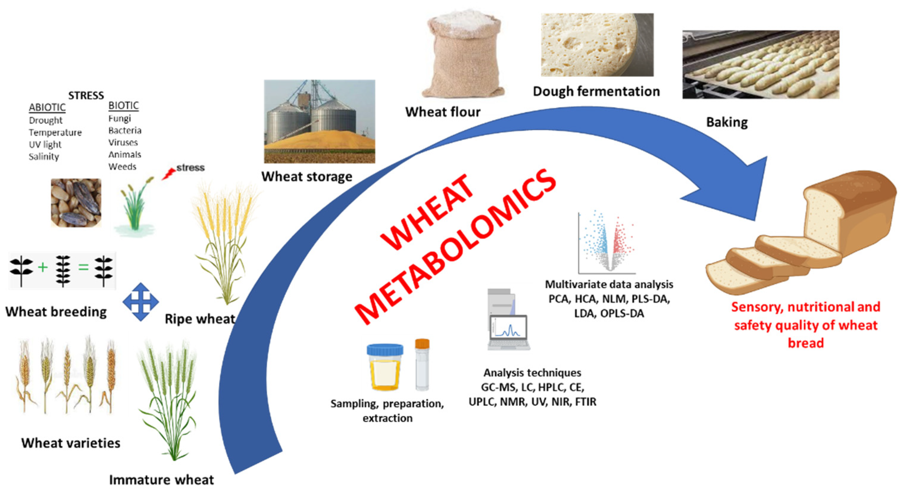 IJMS Free Full Text Metabolomics as a Tool to Elucidate the