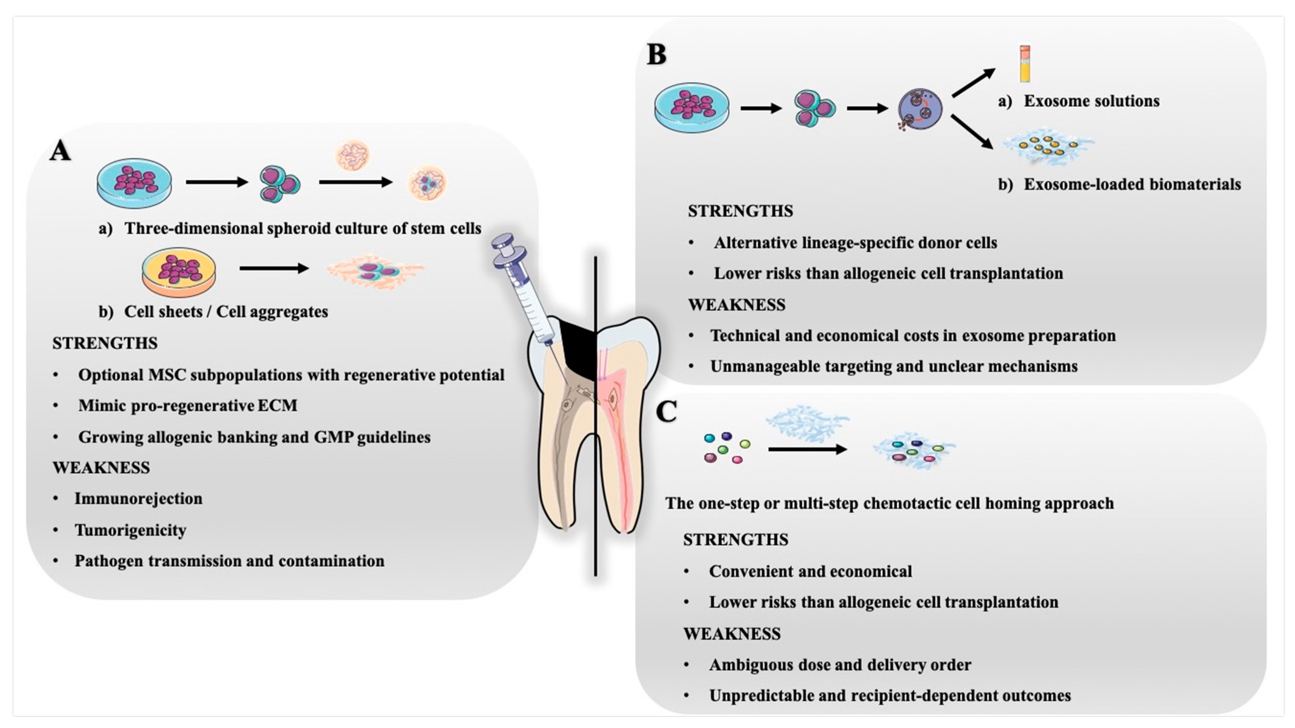Frontiers  Stem cell homing in periodontal tissue regeneration