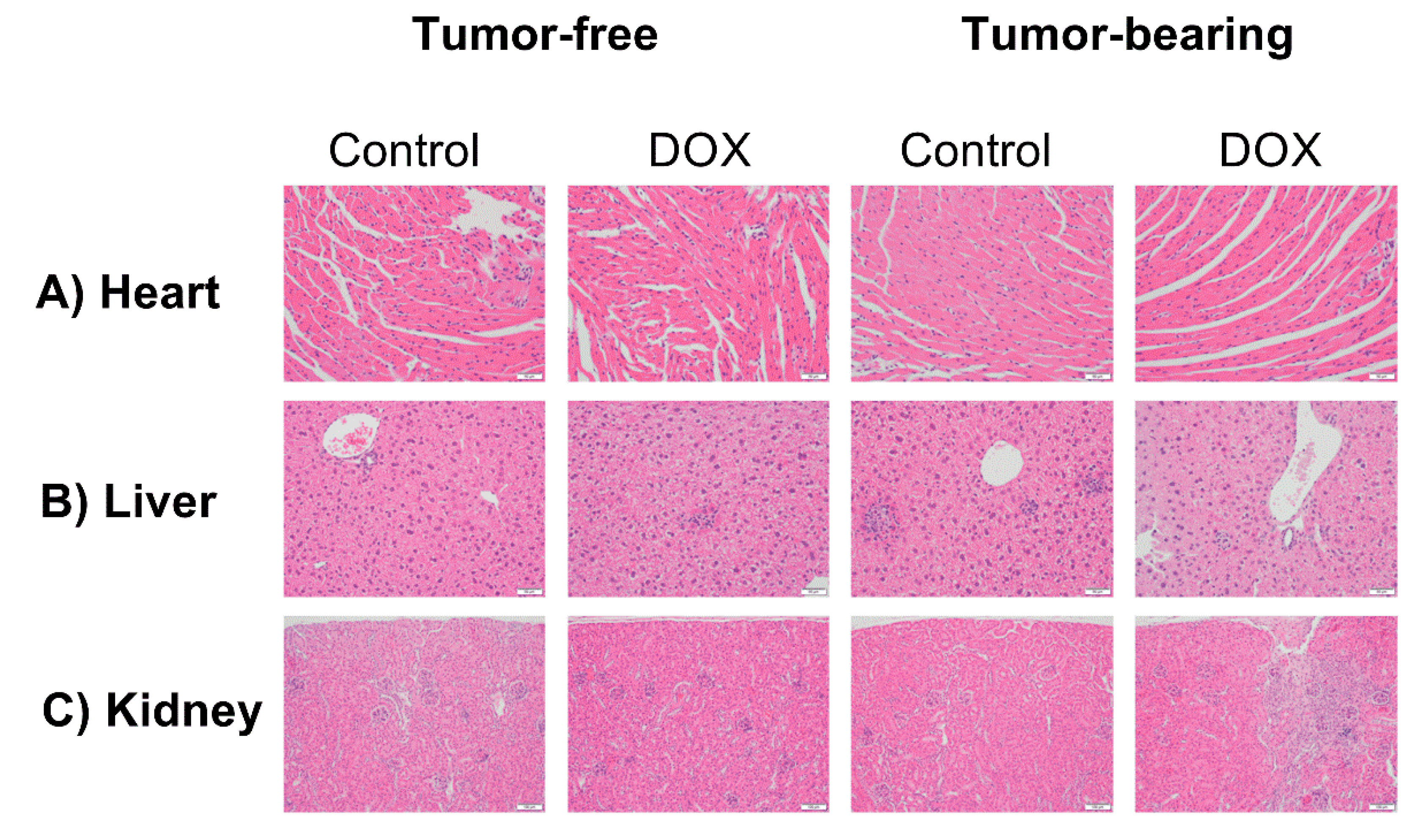 Ijms 22 09023 g006 Ijms 22 09023 g006