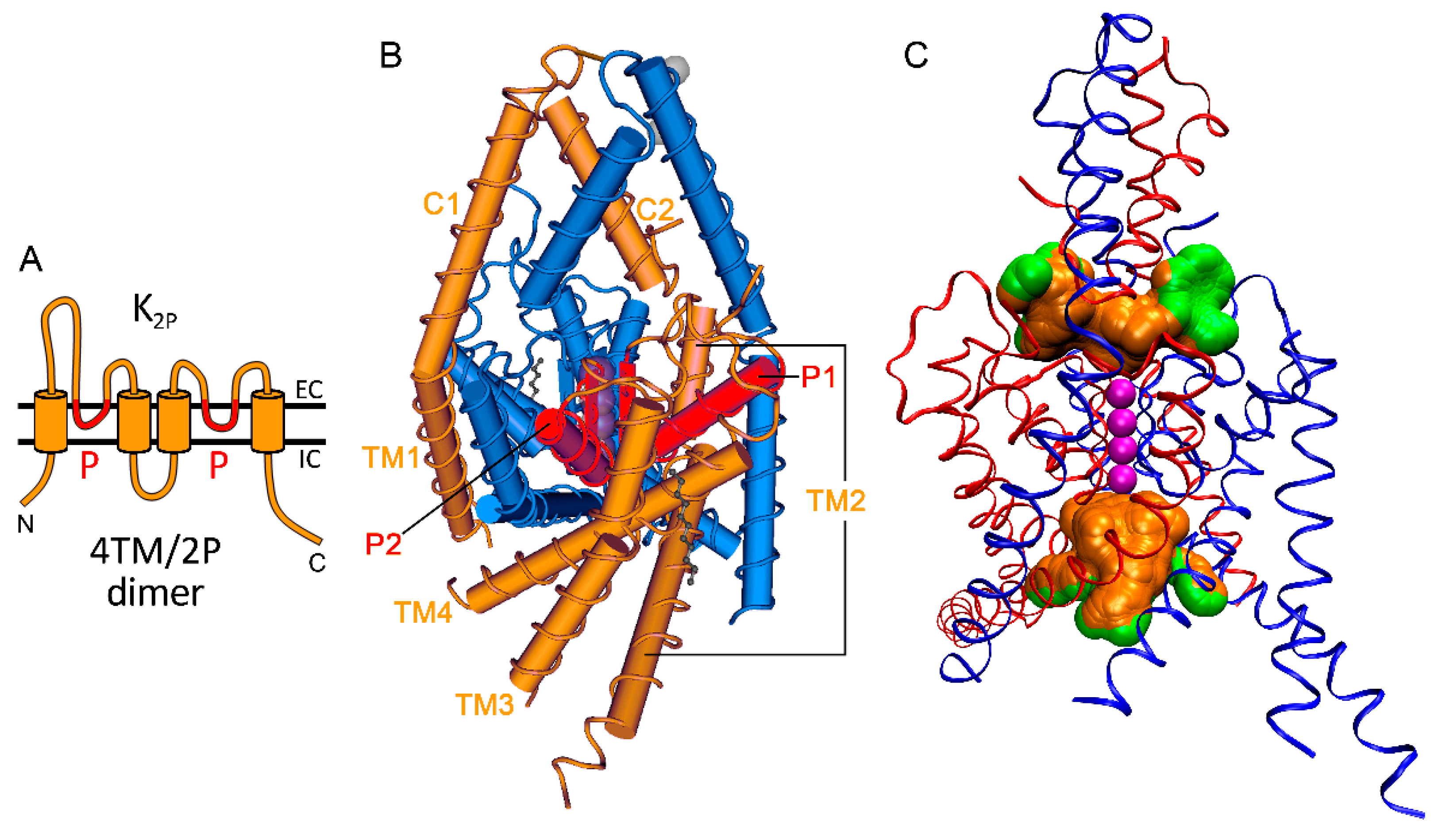 IJMS | Free Full-Text | Negative Influence by the Force: Mechanically  Induced Hyperpolarization via K2P Background Potassium Channels