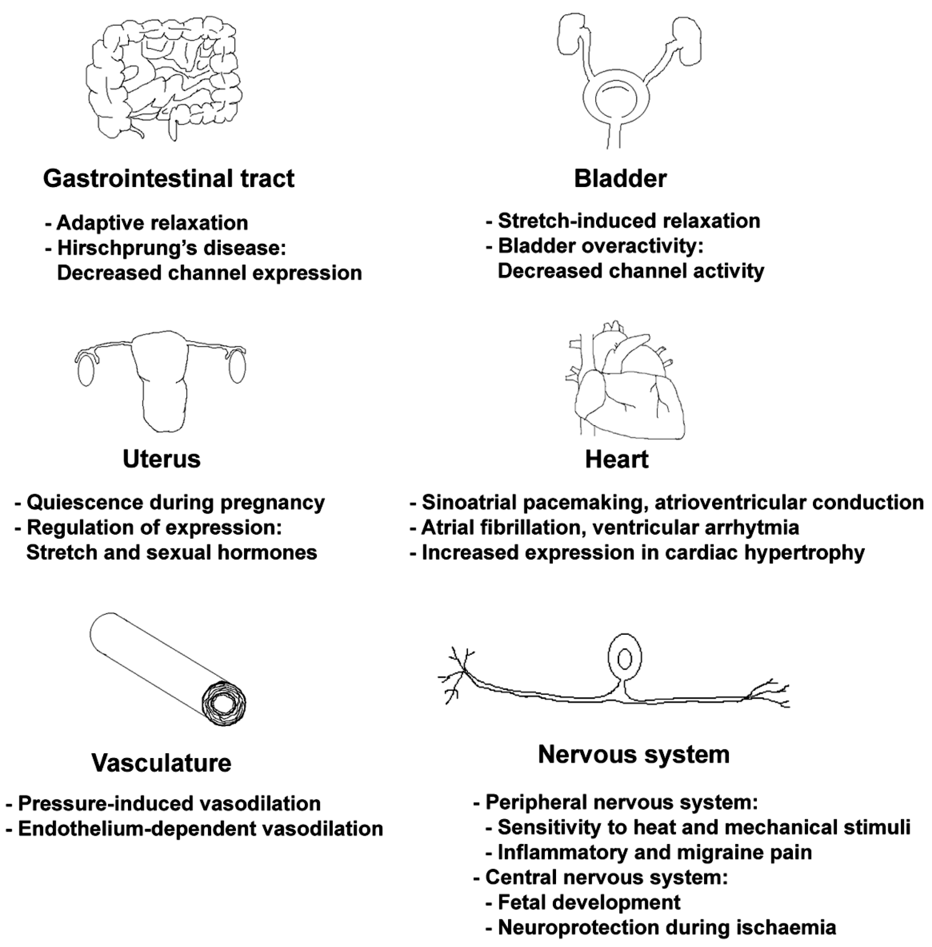Ijms 22 09062 g005 Ijms 22 09062 g005