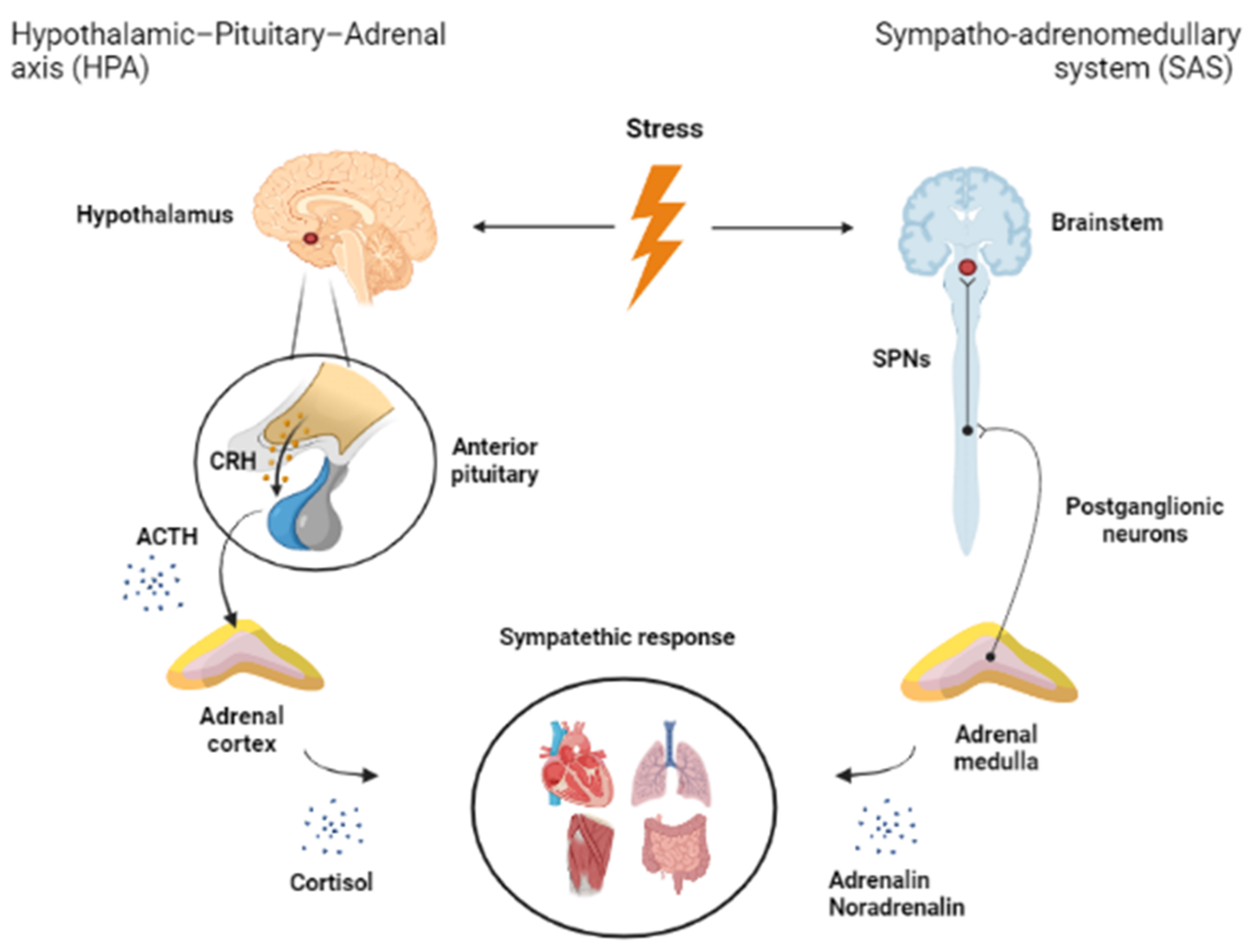 IJMS | Free Full-Text | Stress Adaptation and the Brainstem with Focus on  Corticotropin-Releasing Hormone